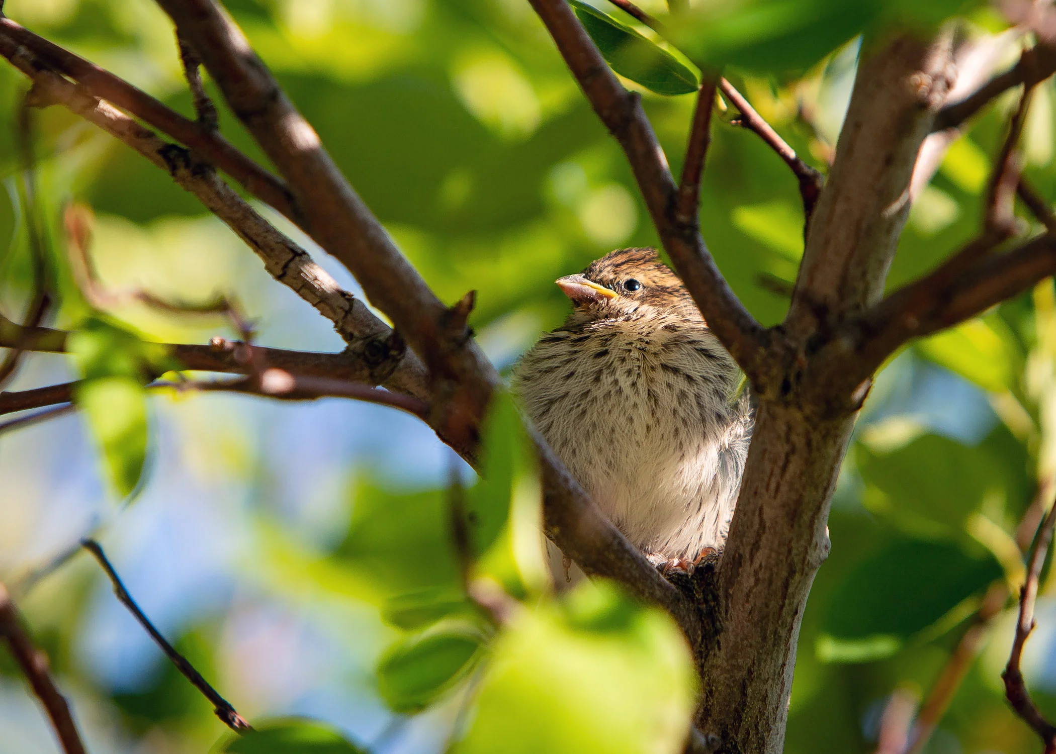 Daily Dose - June 11, 2019 - Baby Bird at the Rest Stop on 94