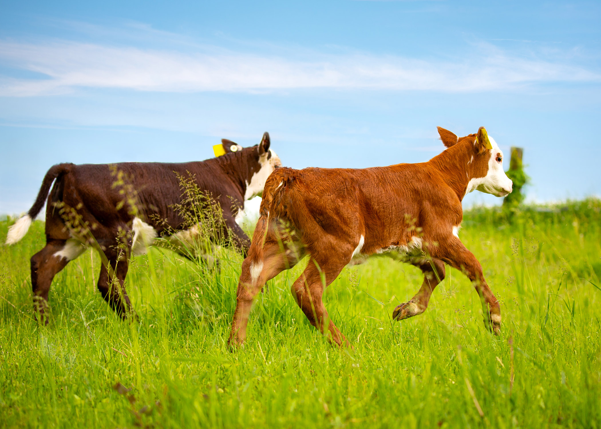 Daily Dose - June 13, 2019 - Calf Clan - Beef Calves