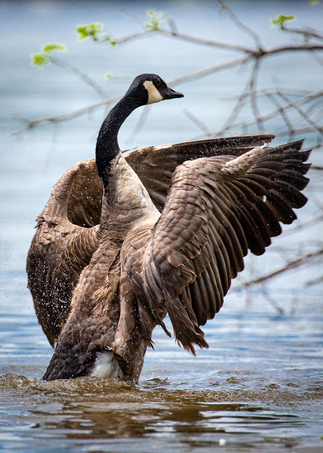 Daily Dose - June 19, 2019 - Shake it Off - Canada Goose - Lake Pepin, Wisconsin