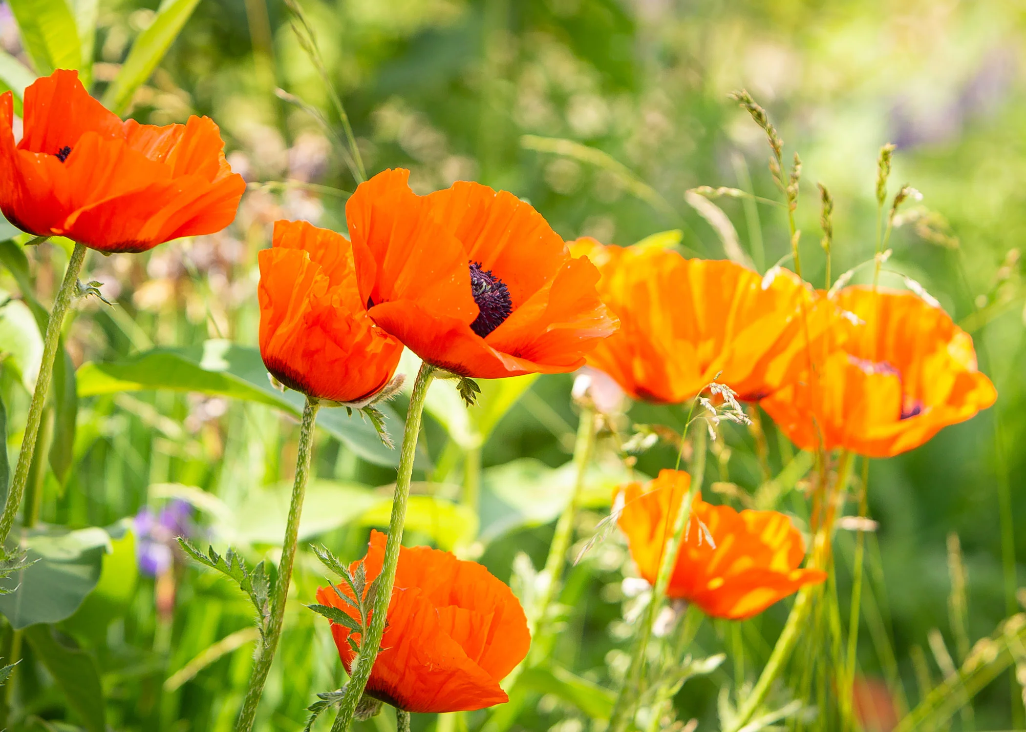 Daily Dose - June 21, 2019 - Roadside Pop of Color- Poppies