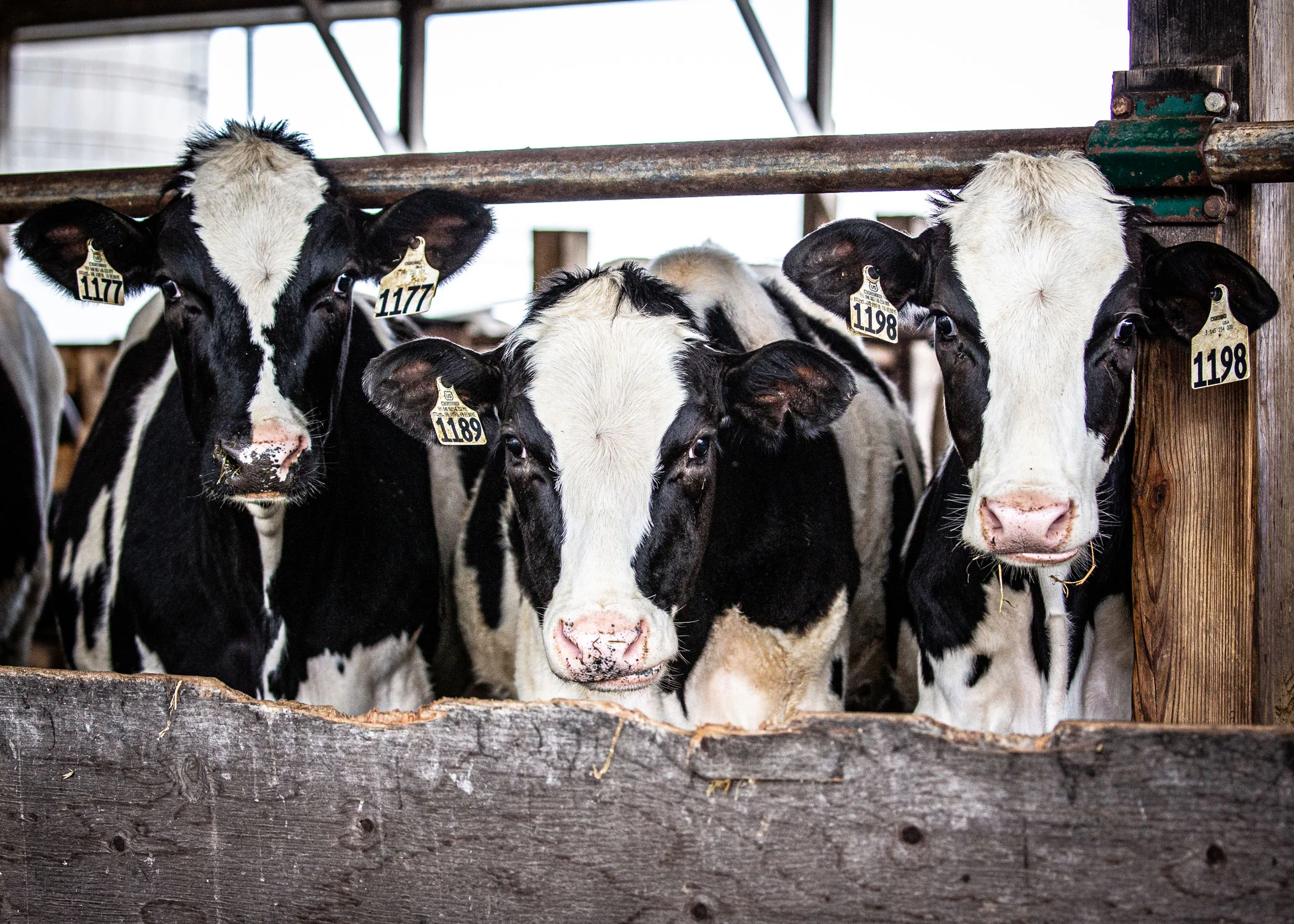 Daily Dose - June 22, 2019 - Teenage Dairy Cows - Holstein Heifers