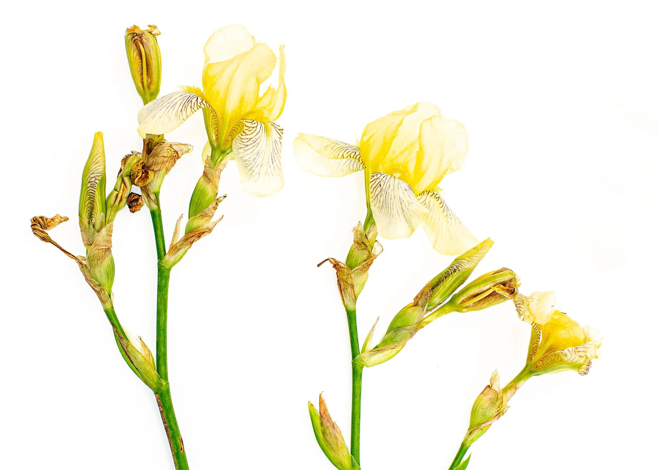 Daily Dose - June 29, 2019 - Vintage Iris From the Old Homeplace - Stockholm, Wisconsin
