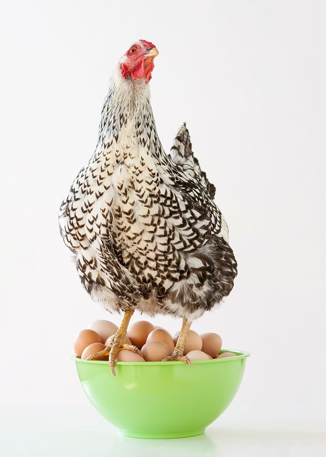 Daily Dose - June 30, 2019 - Eggs in Green Bowl - Silver Wyandotte Hen Chicken and Eggs