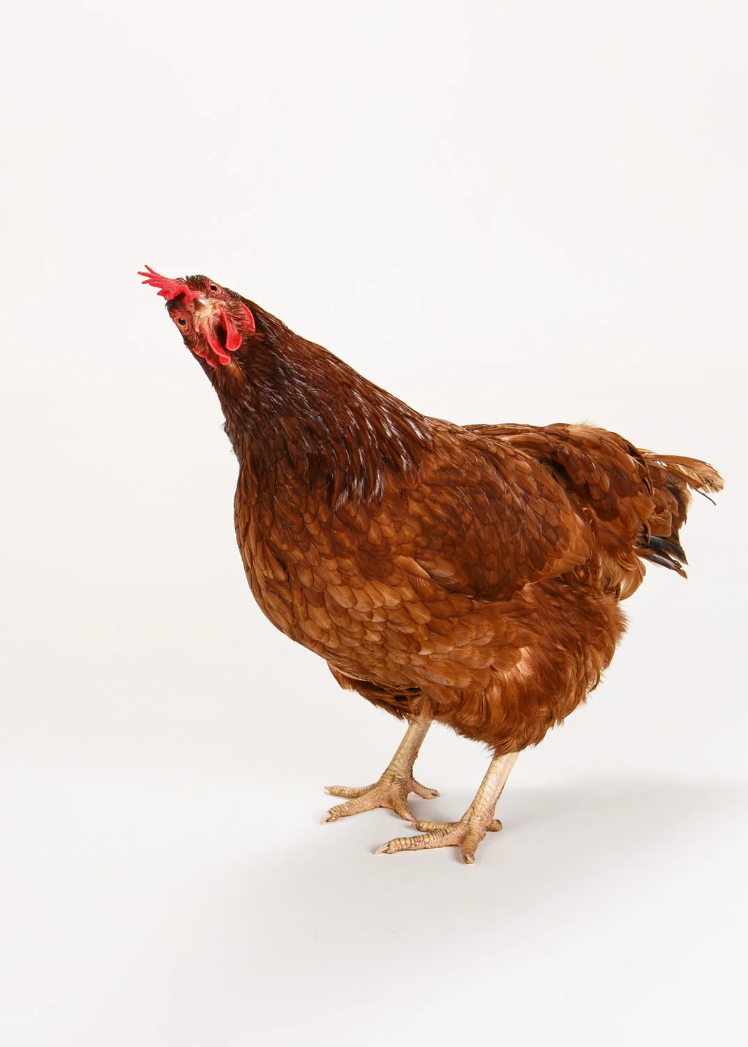 Daily Dose - July 4, 2019 - Confuse a Chicken - Rhode Island Red Hen