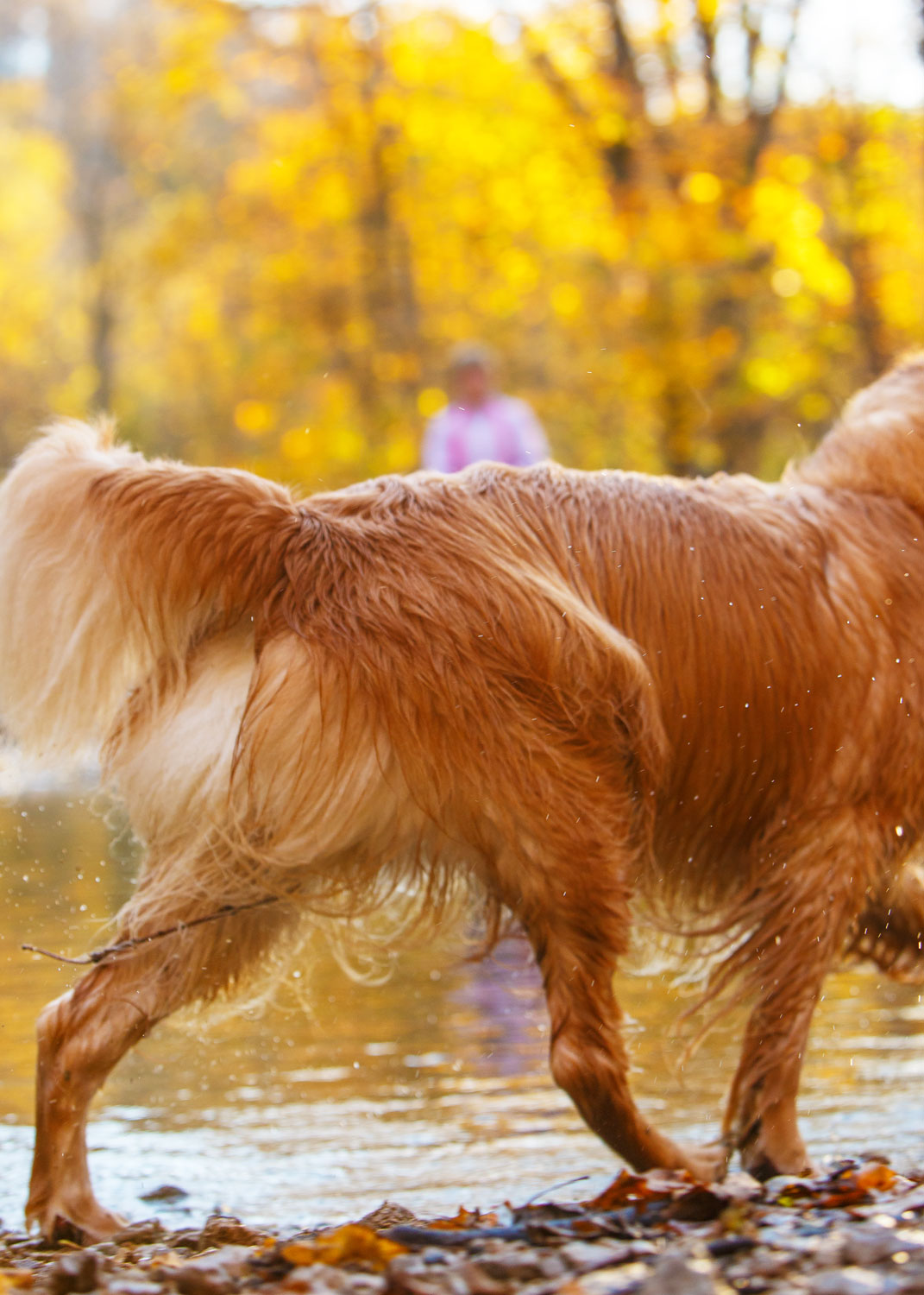 Daily Dose - July 7, 2019 - Golden on Gold - Golden Retriever - Mia