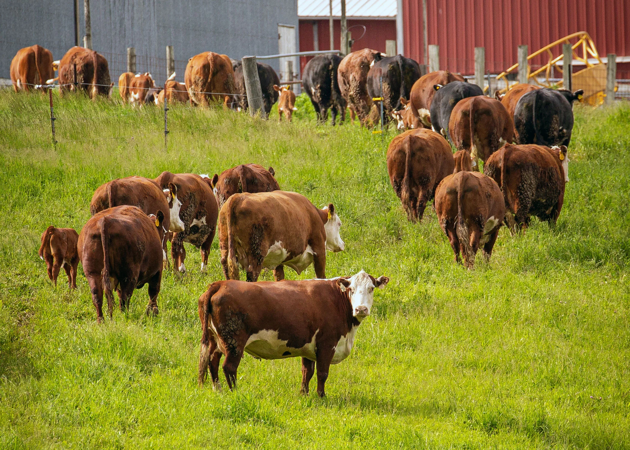 Daily Dose - July 9, 2019 - Heading In - Beef Cattle