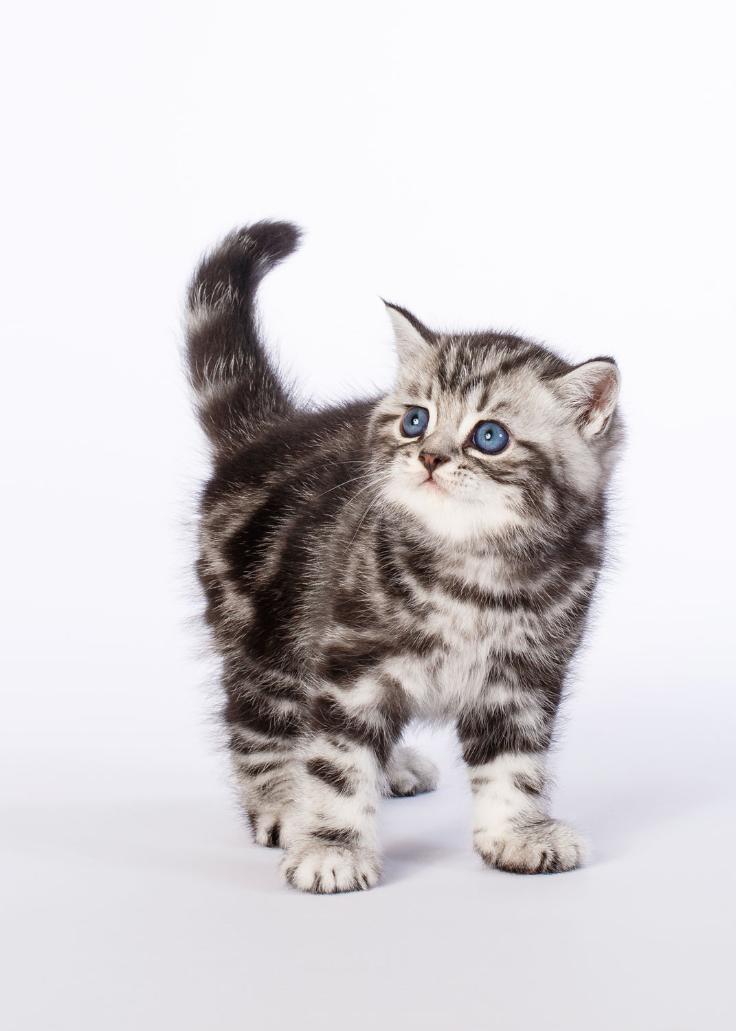 Daily Dose - July 11, 2019 - British Invasion - British Shorthair Kitten