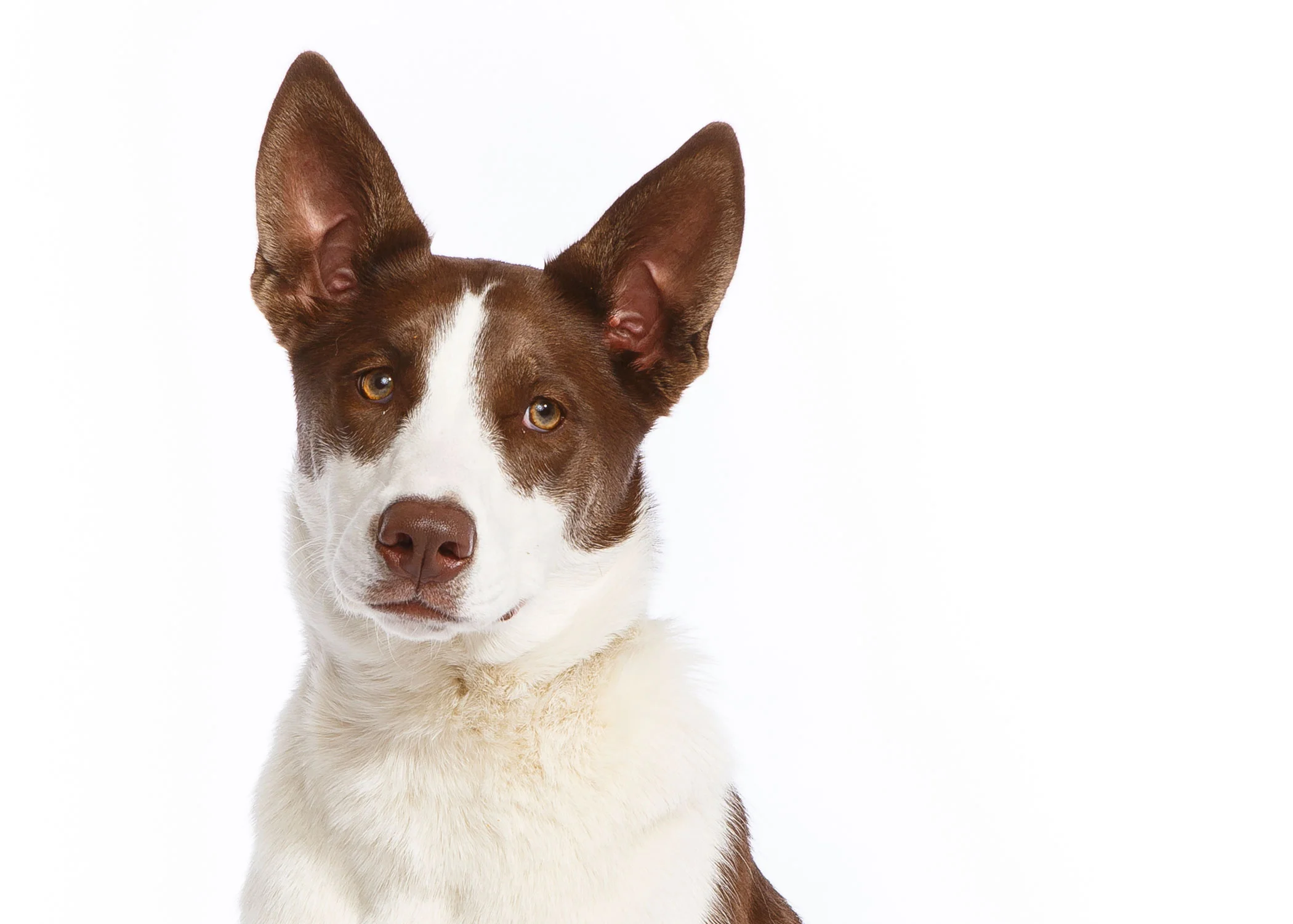 Daily Dose - July 13, 2019 - The Skeptic - Border Collie - Mystic