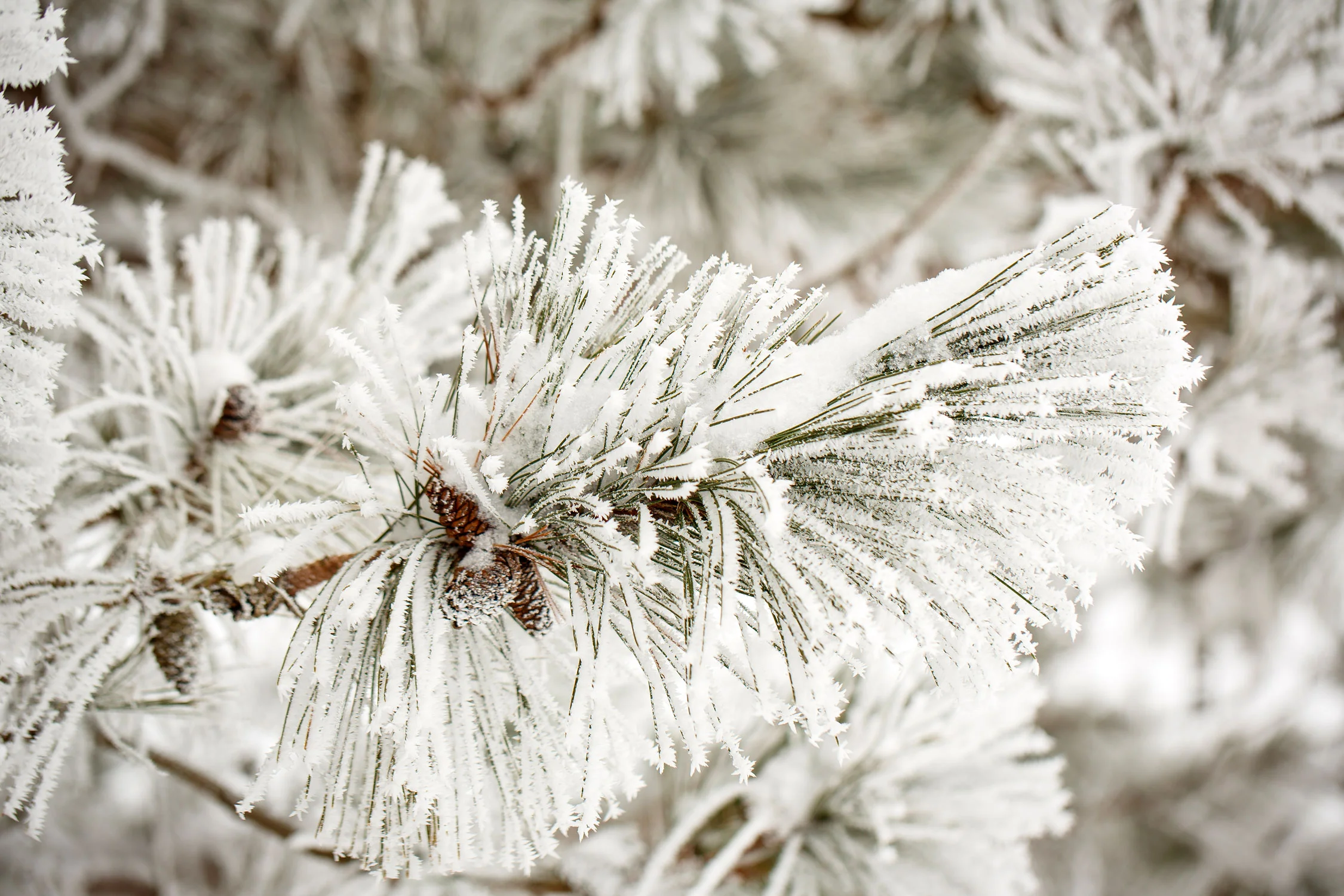 Daily Dose - July 15, 2019 - Cool Pic for a Hot Day - Hoarfrost