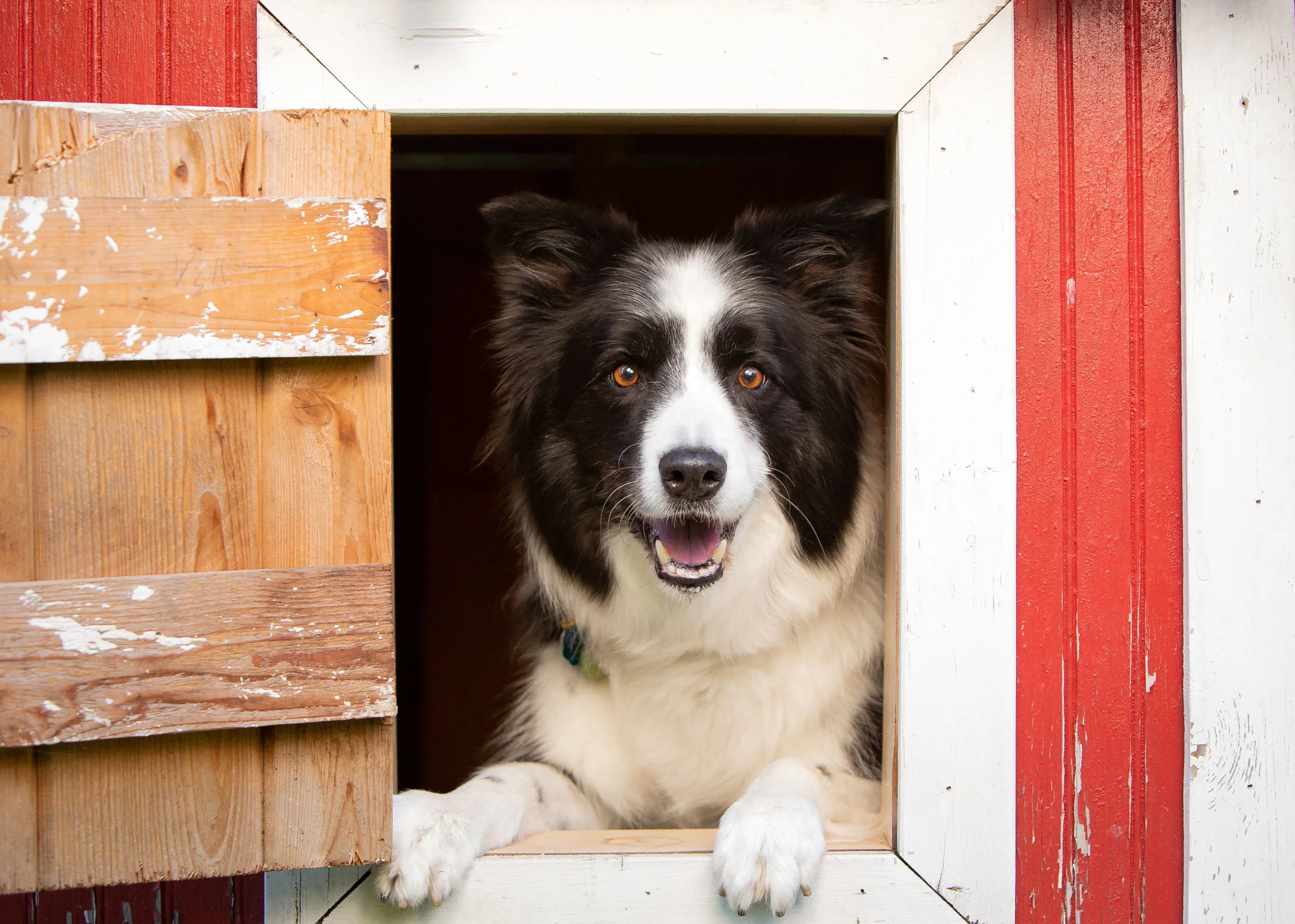 Daily Dose - July 17, 2019 - Surprise! - Border Collie - Majic