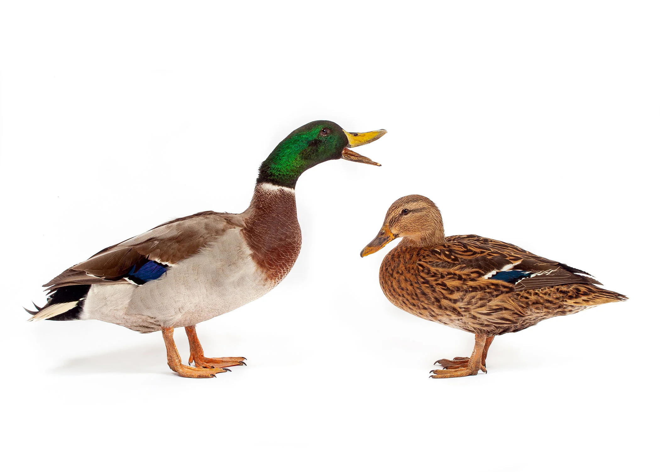 Daily Dose - July 19, 2019 - Mr. and Mrs. Mallard - Mallard Ducks