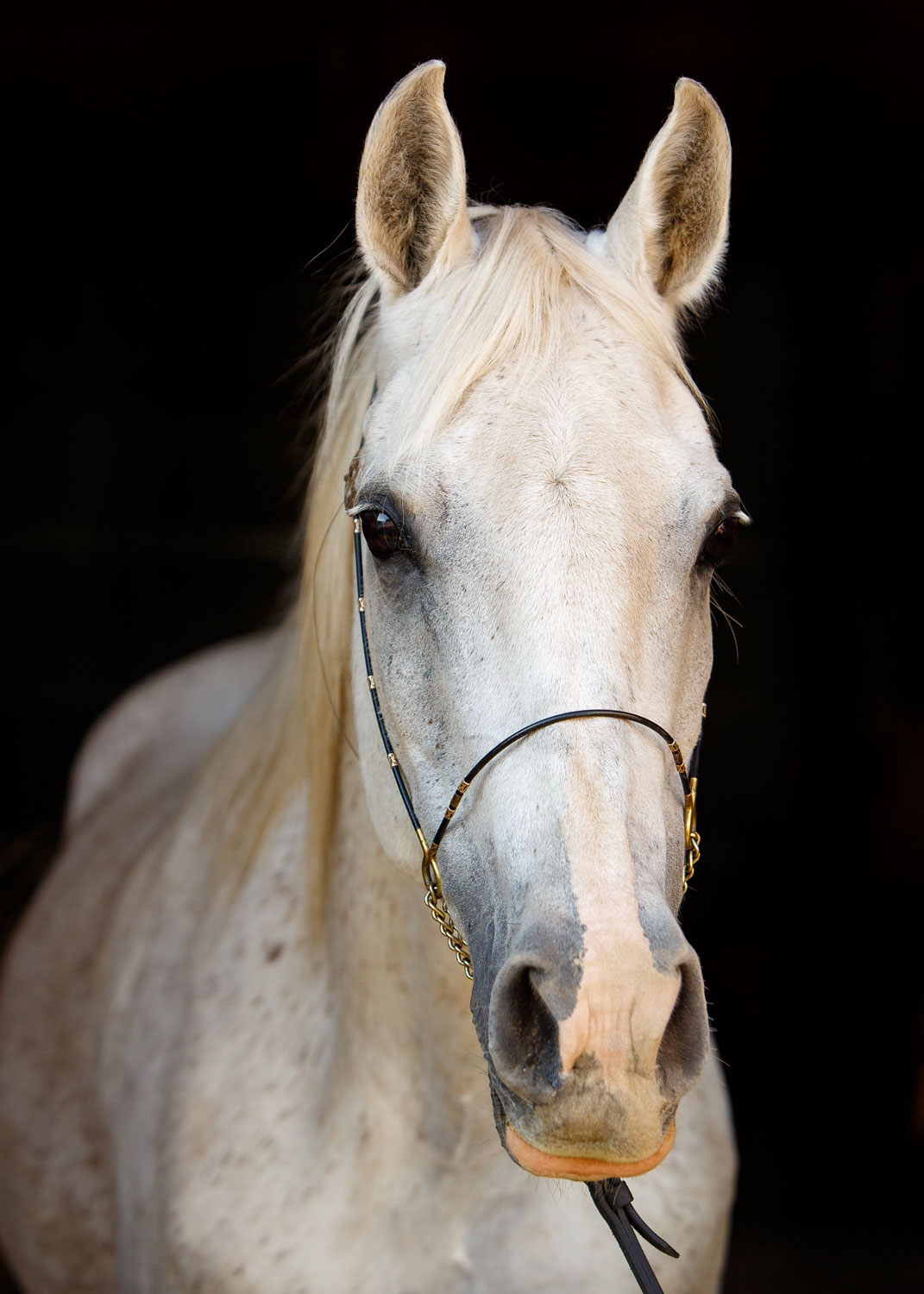 Daily Dose - July 20, 2019 - Lovely Lady - Arabian Mare - Gydnia