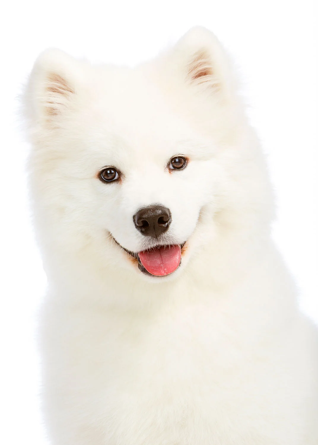Daily Dose - July 23, 2019 - Sammie Smile - Samoyed Puppy