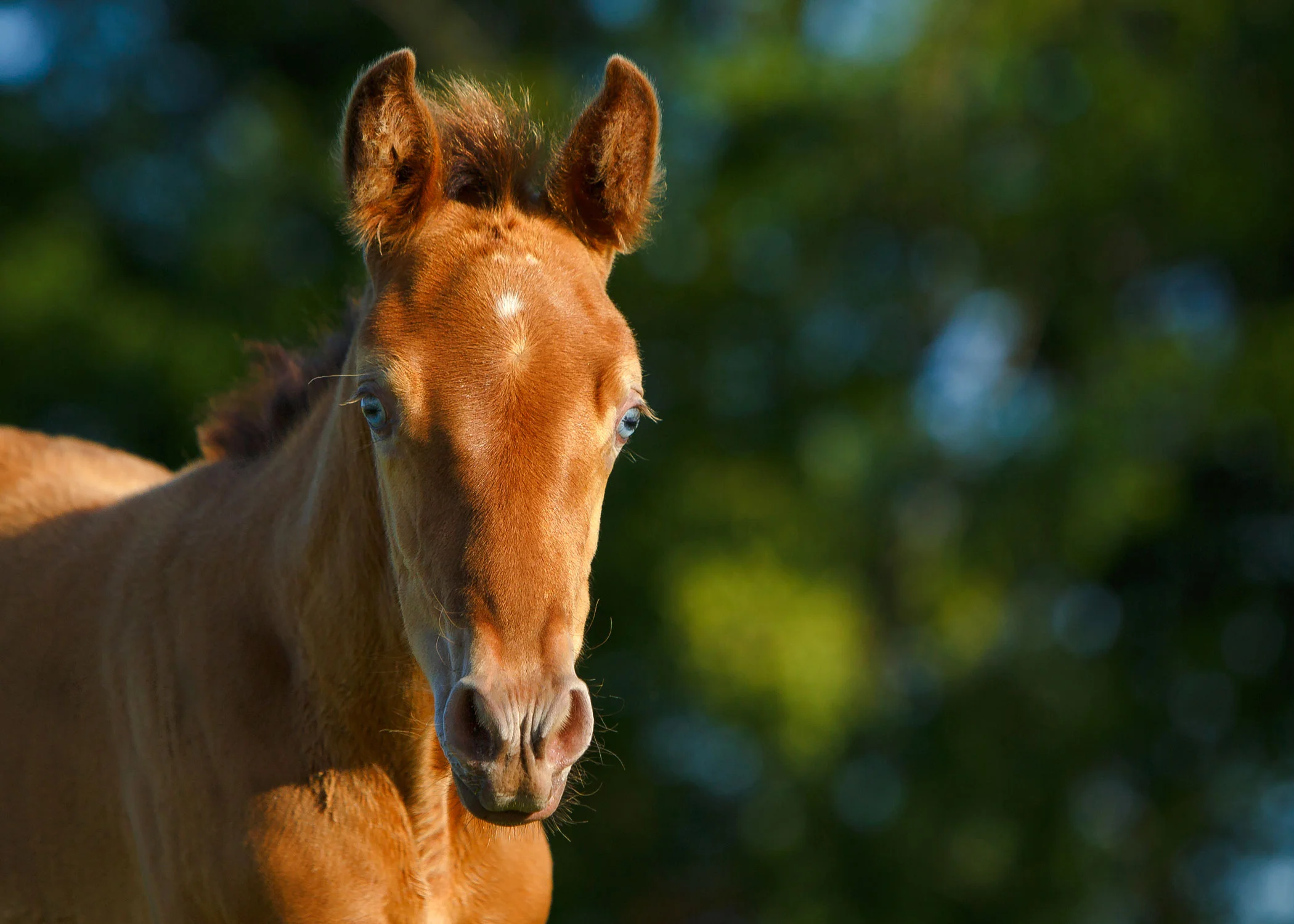 Daily Dose - July 24, 2019 - Baby Blue Eyes - Missouri Fox Trotter Foal