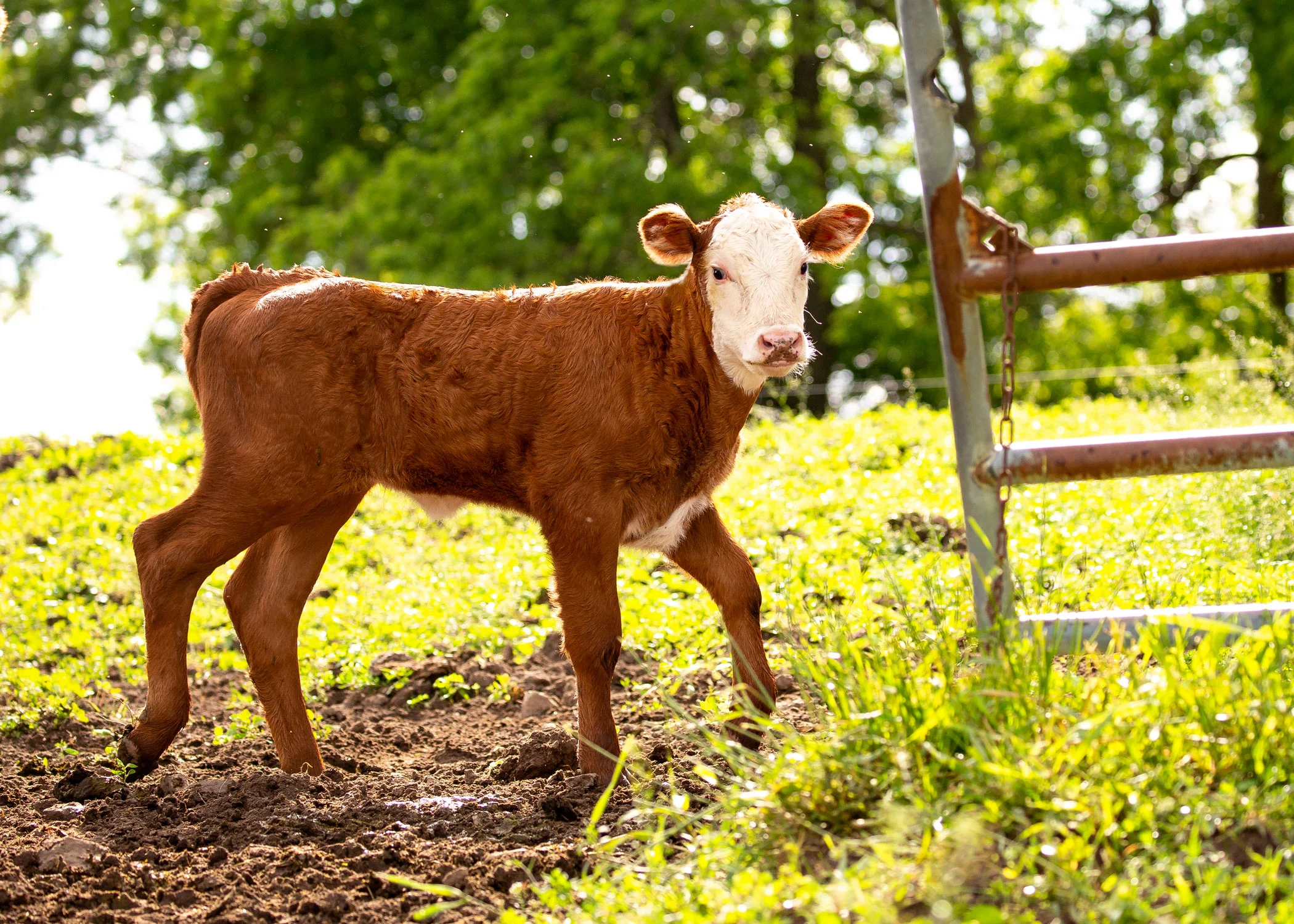 Daily Dose - July 25, 2019 - Calf on a Mission - Beef Calf
