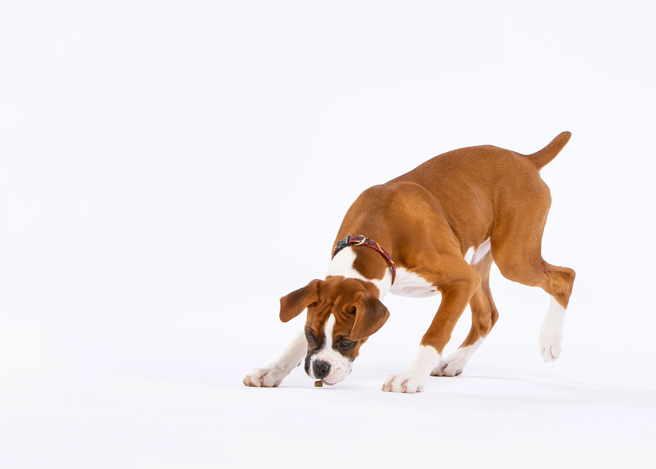 boxer-puppy-gabby-4473-sp-.jpg