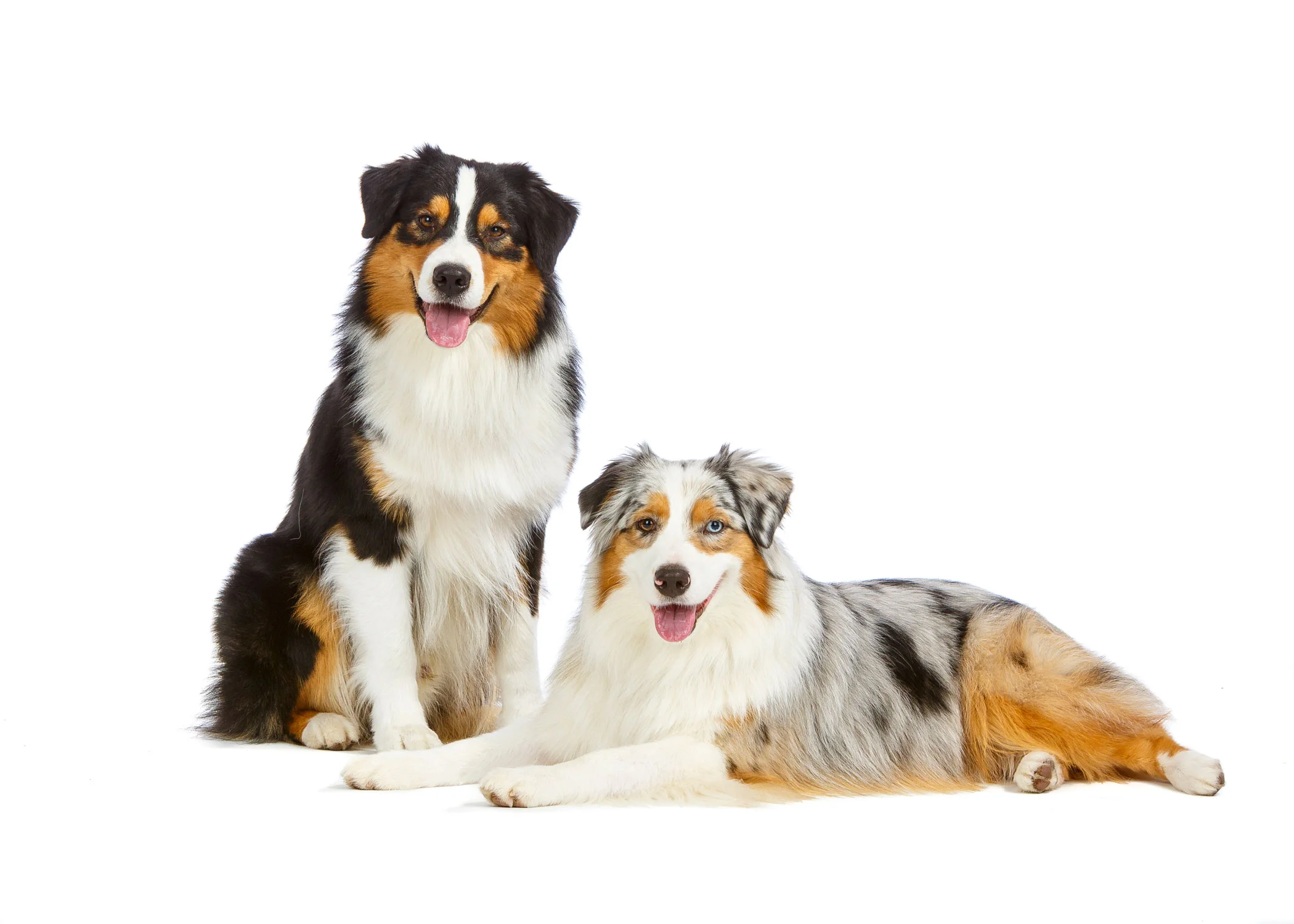 Daily Dose - August 2, 2019 - Darling Duo - Australian Shepherds - Gracie and Bogie