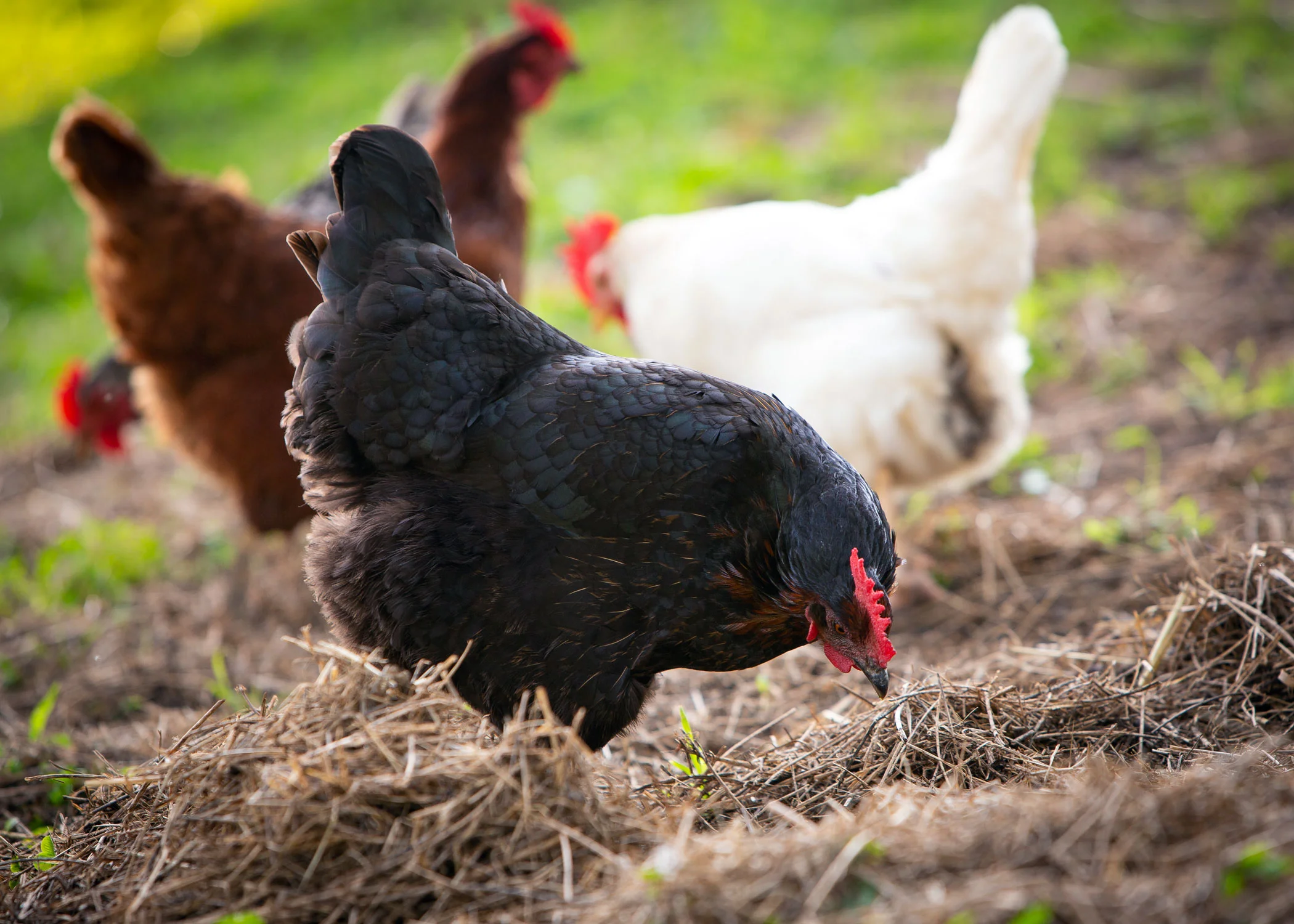 Daily Dose - August 15, 2019 - Busy Little Hens 2019©Barbara O'Brien Photography - All Rights Reserved #originalphotography #pets #petphotography #emotive #expressive #chickens #hens #farm #poultry
