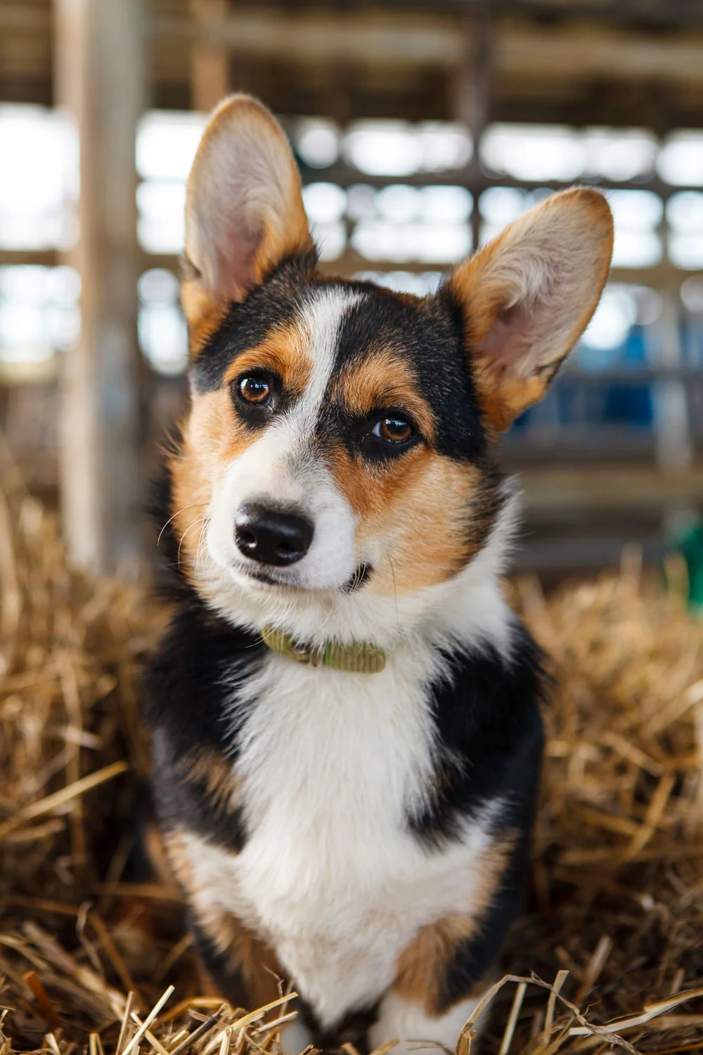 Daily Dose - August 17, 2019 - True Cattle Dog - Tri-Color Corgi