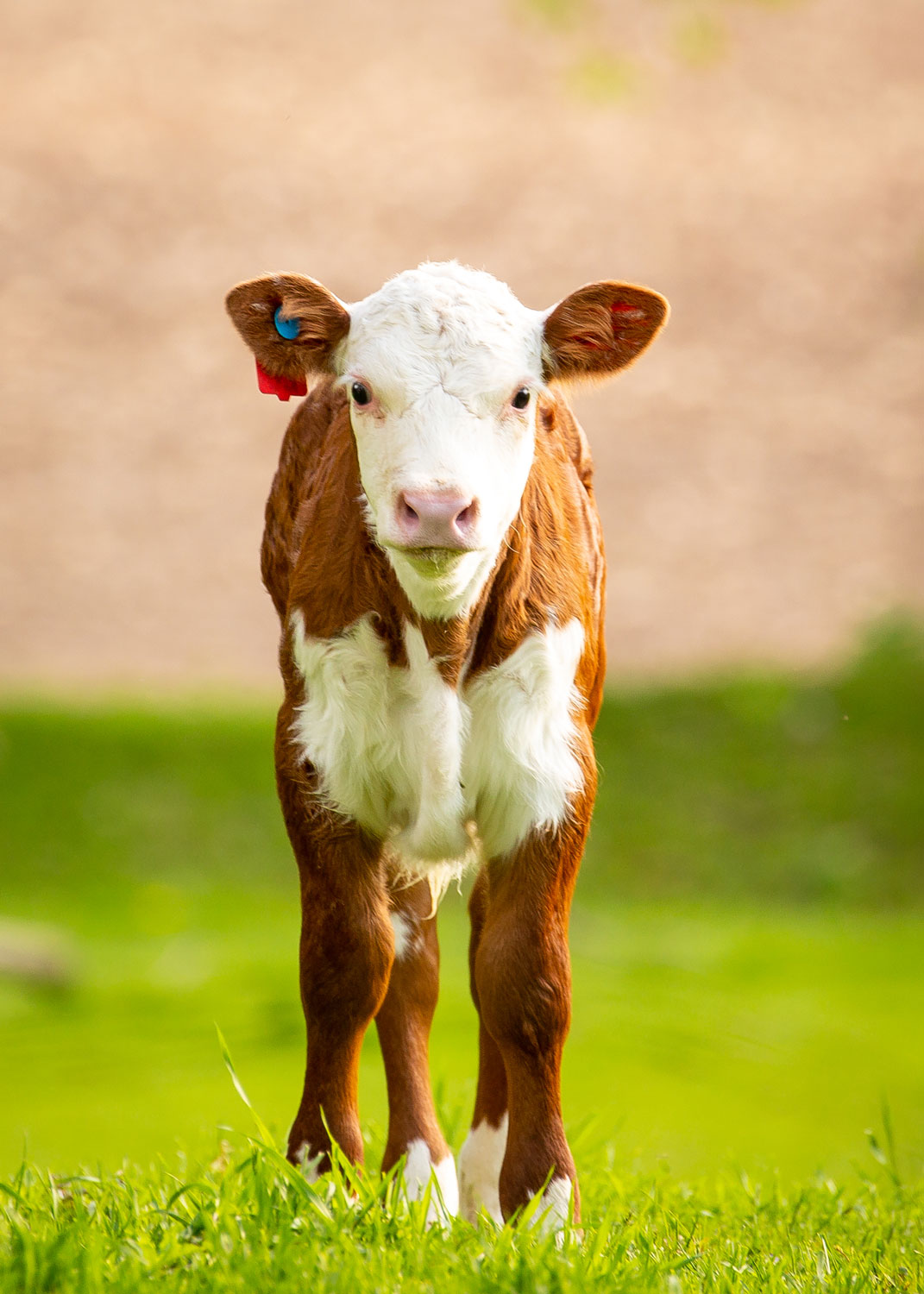 Daily Dose - August 16, 2019 - Red Boy - Hereford Beef Calf