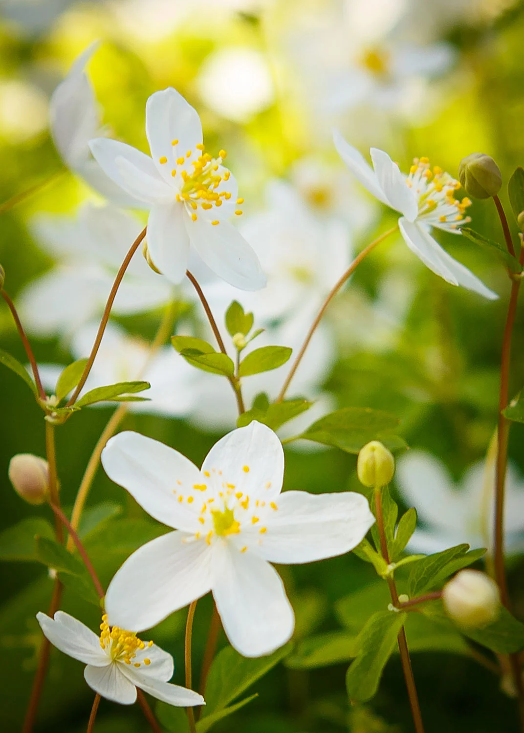 Daily Dose - August 20, 2019 - Wildflower