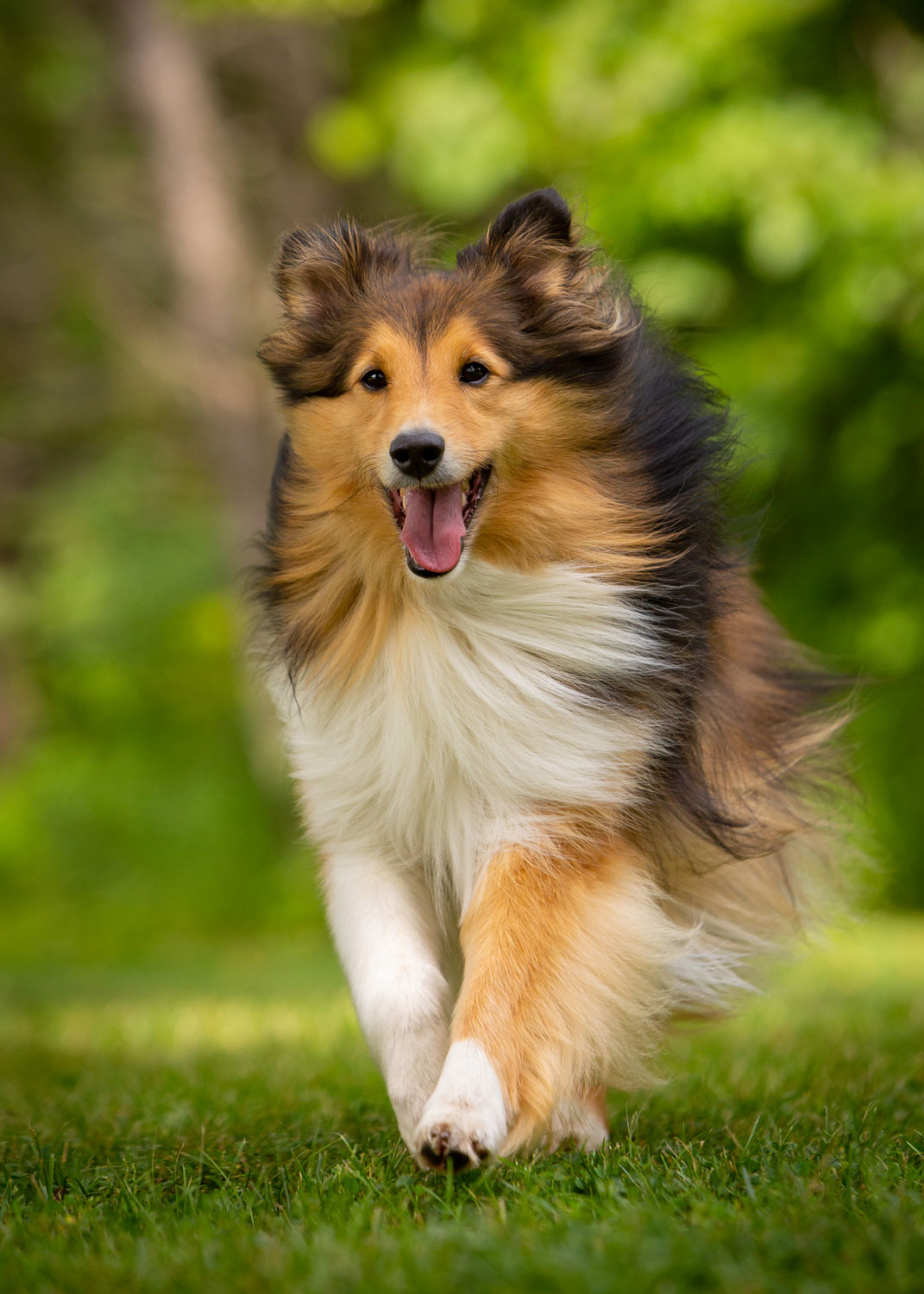 Daily Dose - August 22, 2019 - Sheltie Smile - Shetland Sheepdog - Clive