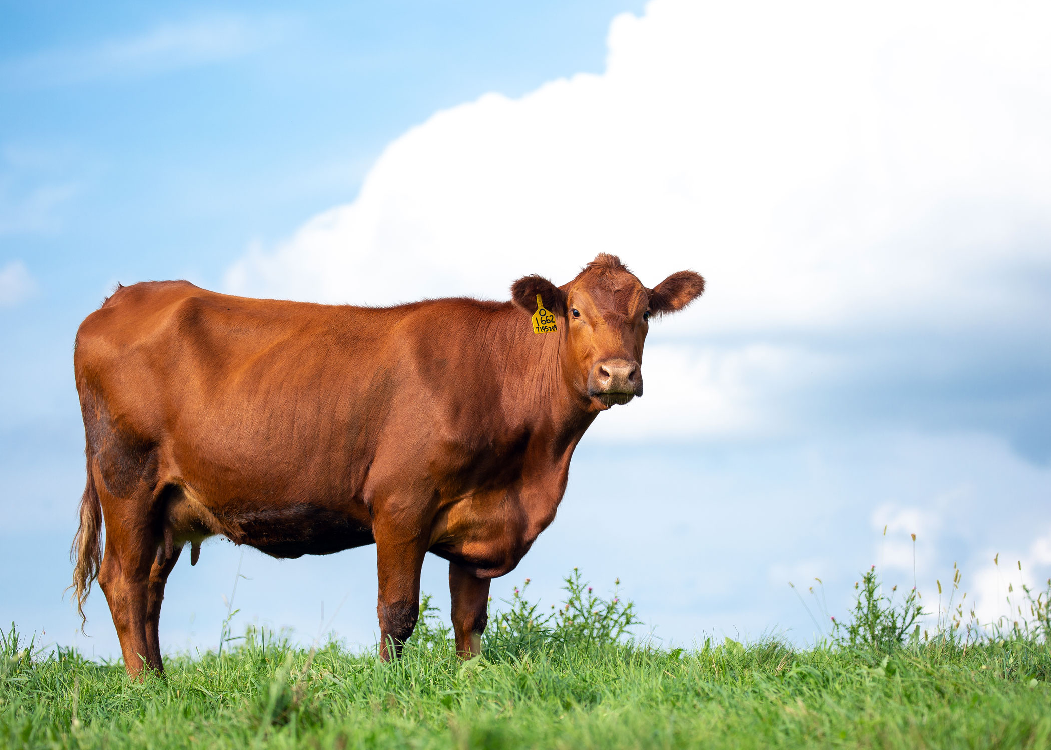 Daily Dose - August 23, 2019 - Red Headed Girl - Red Angus Beef Cow