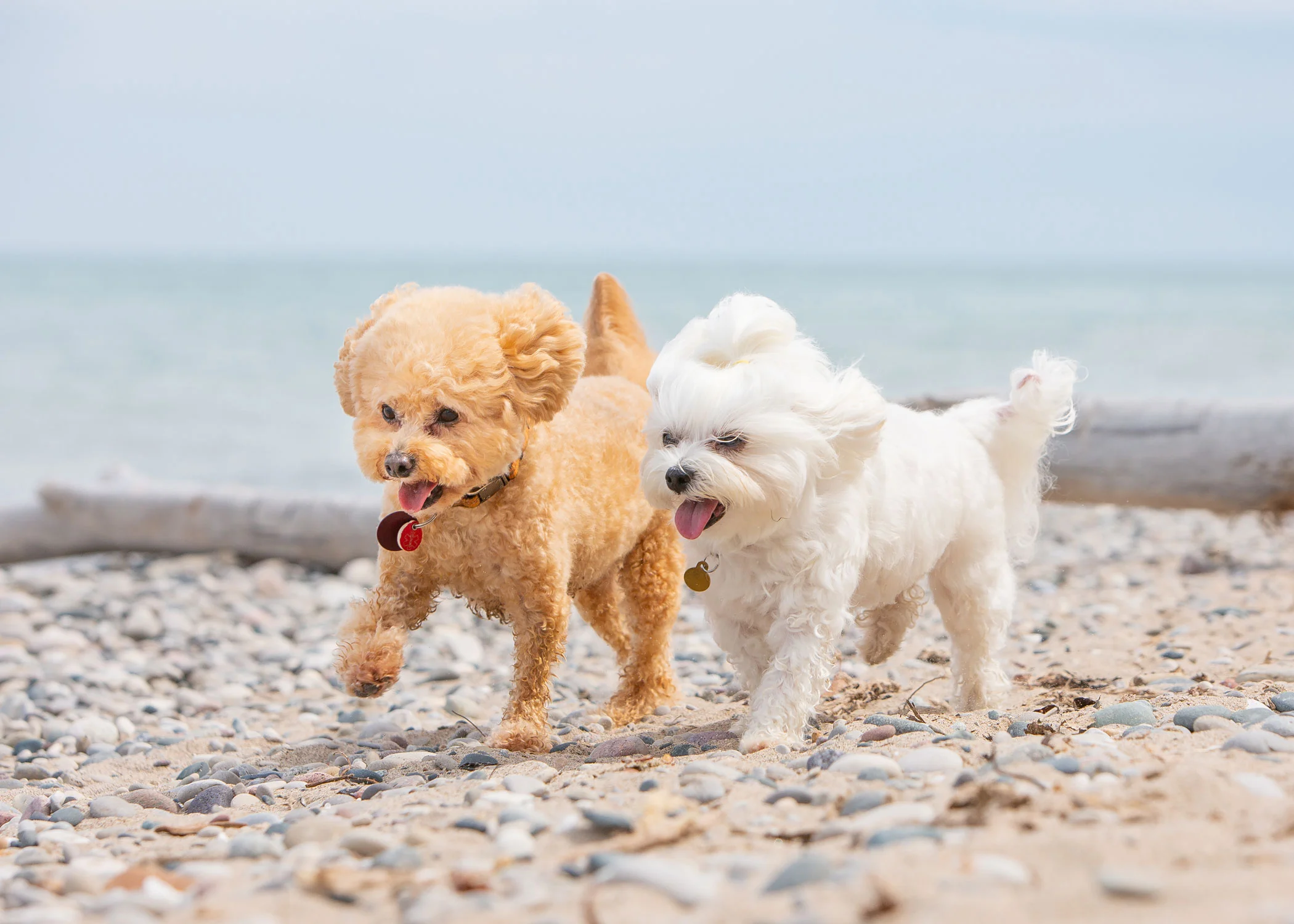 Daily Dose - August 24, 2019 - Beach Bums - Bichon Mix and Maltese - Sunday and Tinker Lilly