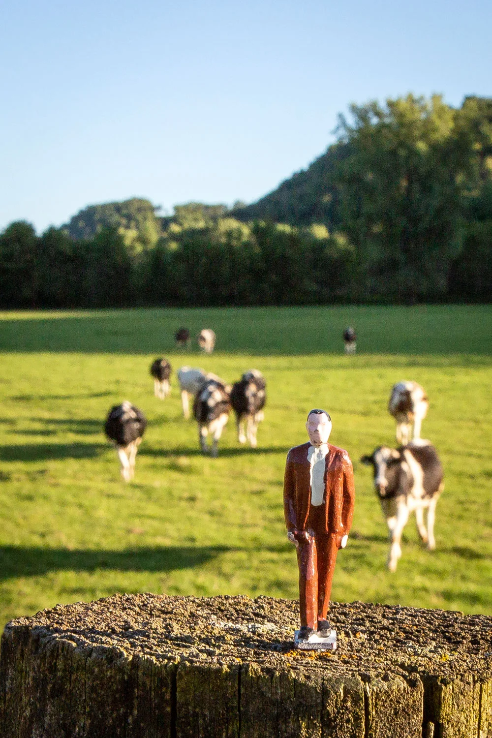 Daily Dose - August 30, 2019 - Man in Brown - Cows - No. 2 on a Series