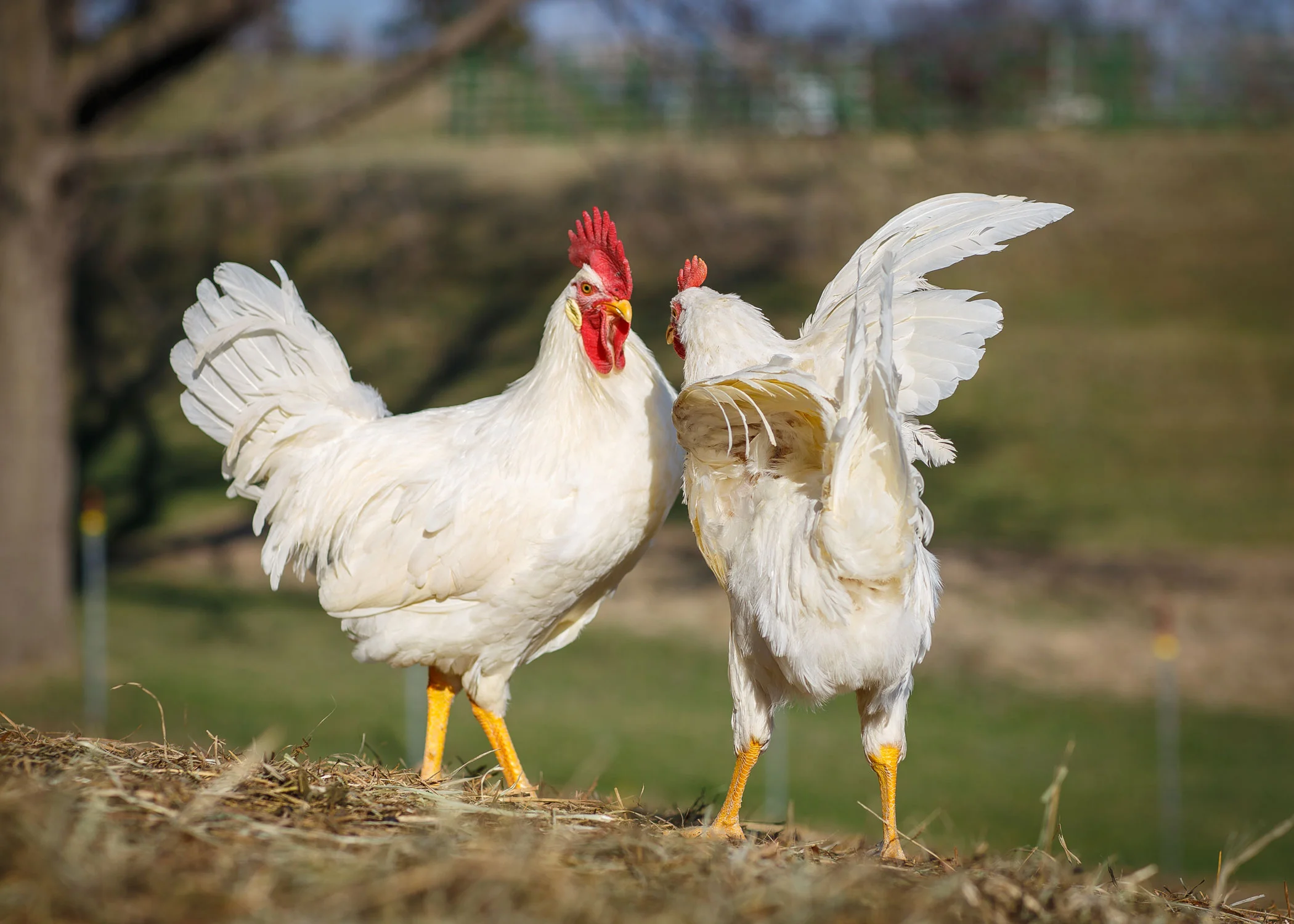Daily Dose - September 2, 2019 - Barnyard Brawl - White Leghorn Rooster and Hen
