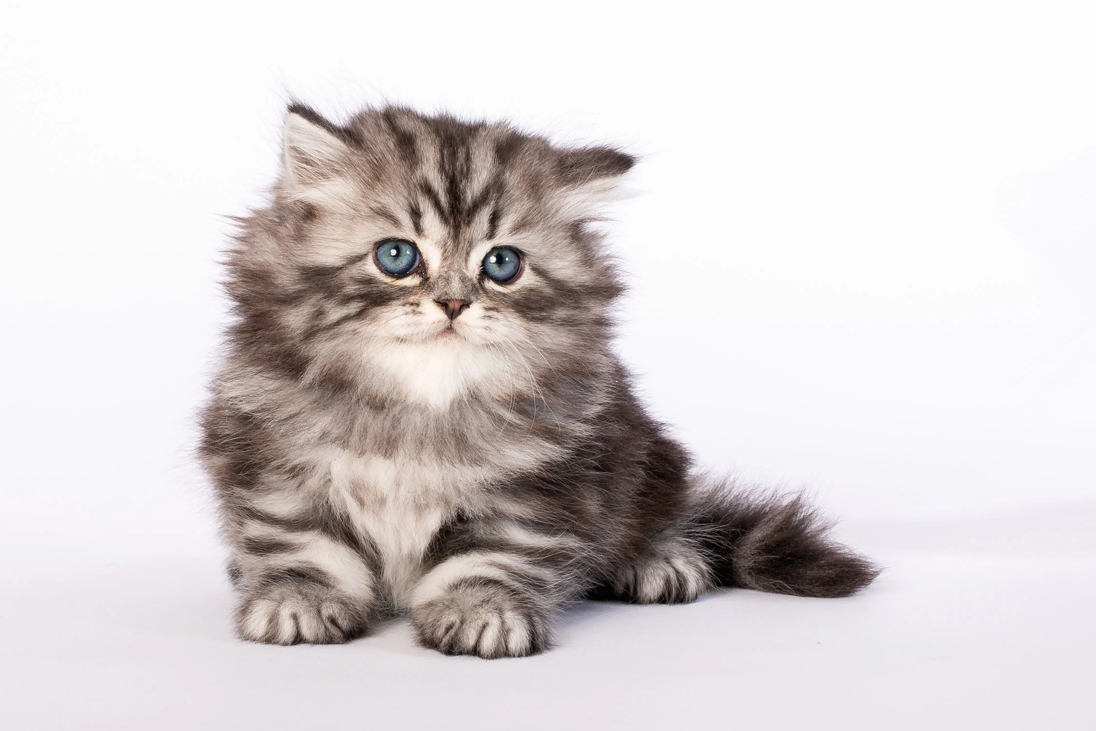Daily Dose - September 4, 2019 - Kitten Kind - British Shorthair Kitten