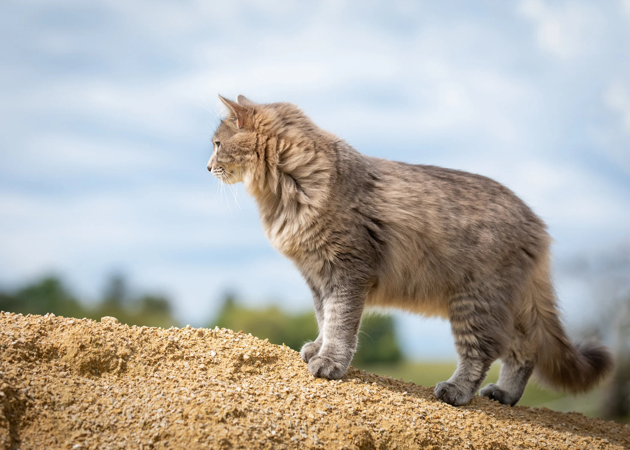 Daily Dose - September 14, 2019 - Mountain Cat - Tabby Cat - Little Jim