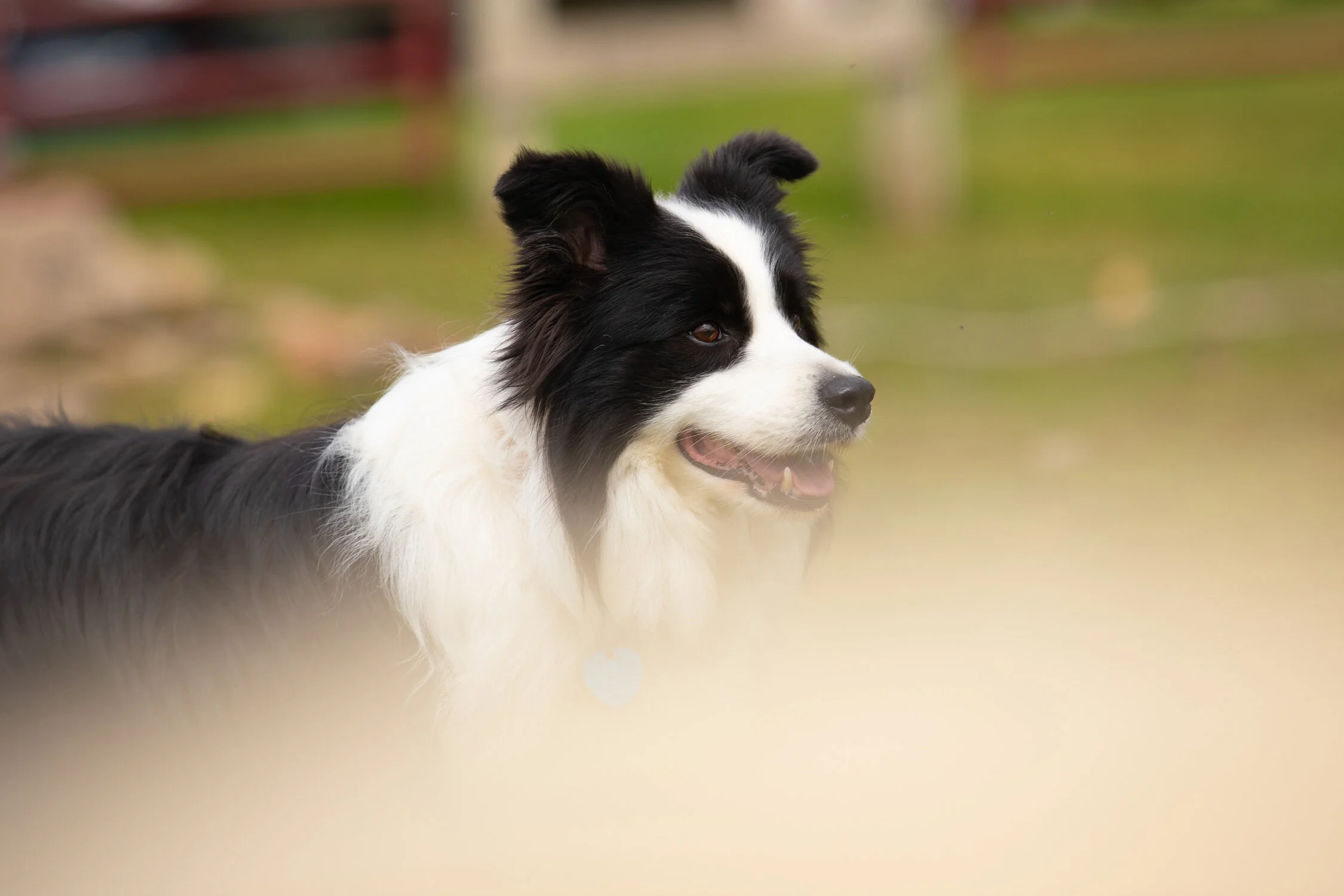 Daily Dose - September 17, 2019 - Pepin and the Sheep - Border Collie - Pepin