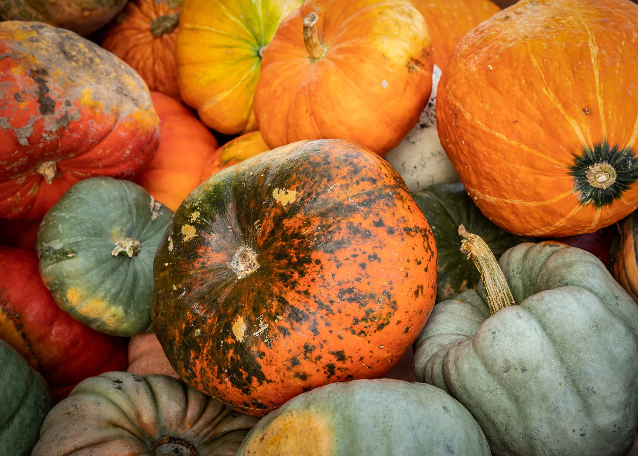 Daily Dose - September 21, 2019 - Pumpkin Party