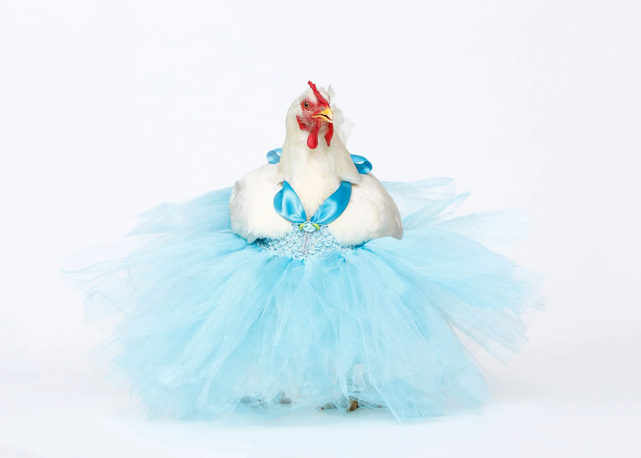 Daily Dose - September 24, 2019 - Ballerina Chicken