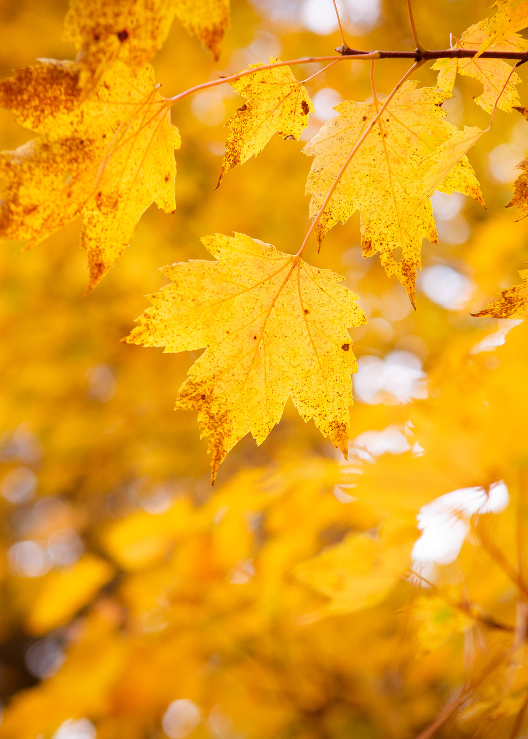 Daily Dose - September 25, 2019 - It's Happening! - Fall - Tomah, Wisconsin