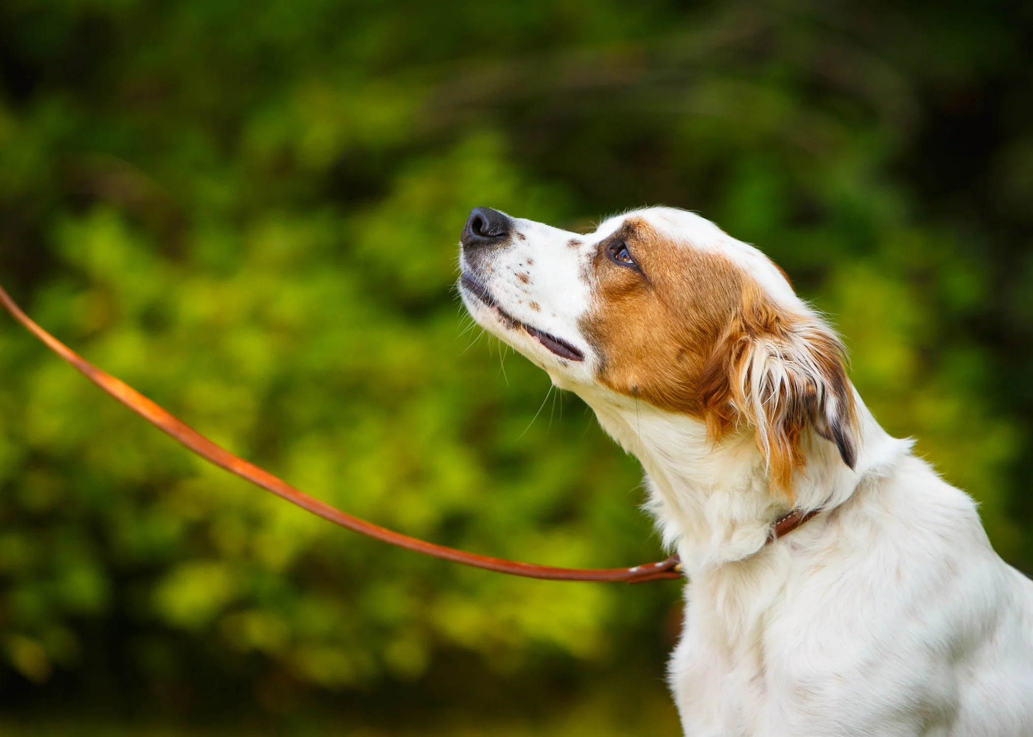 Daily Dose - September 26, 2019 - Good Dog - Mixed Breed Dog - Chase