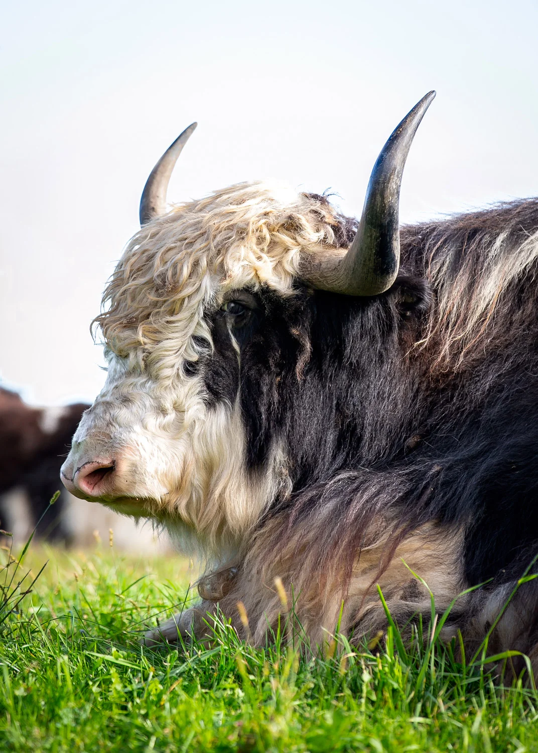 Daily Dose - September 28, 2019 - Gentleman Yak - Yak - Clear Spring Farm - Welch, Minnesota m
