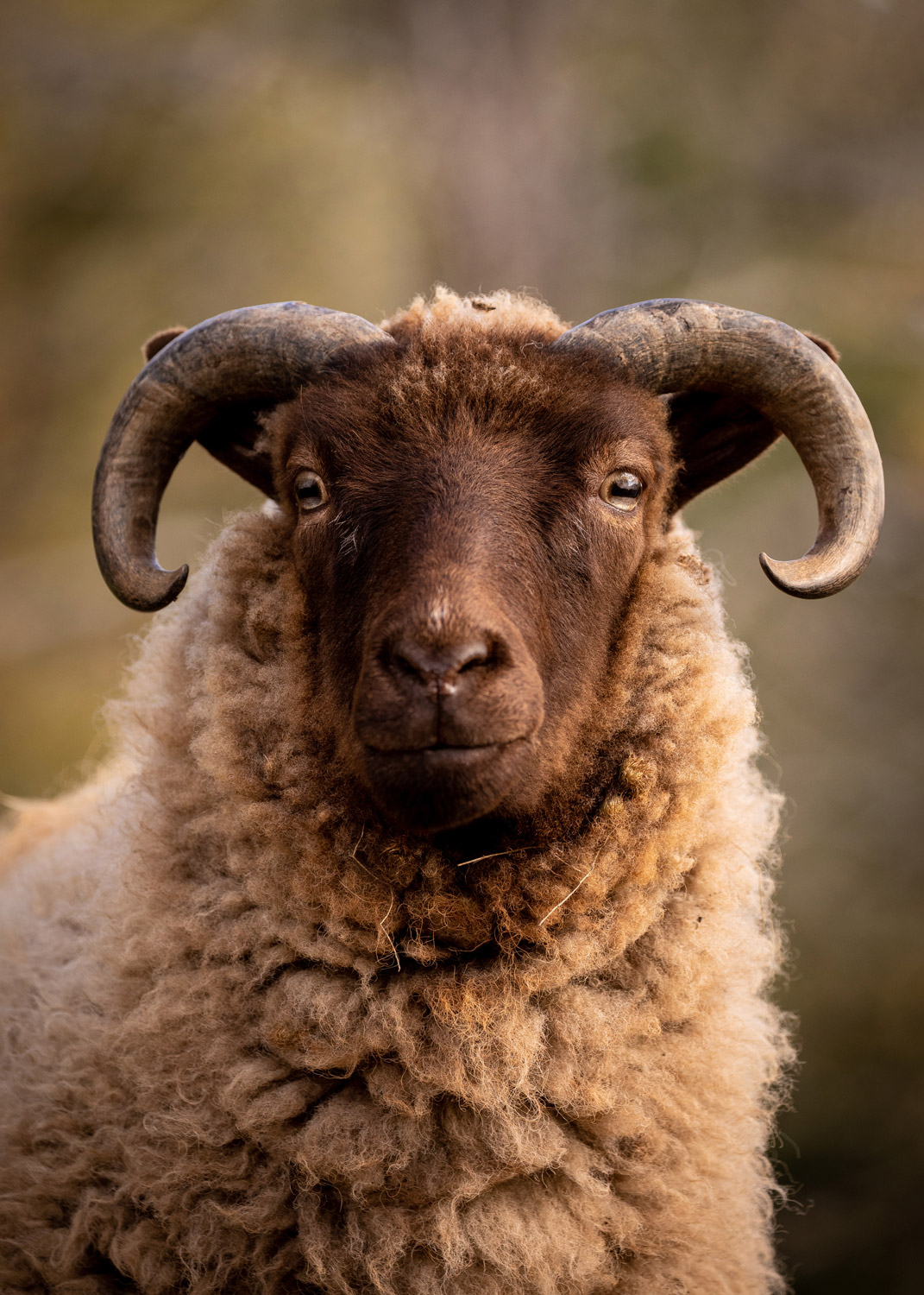 Daily Dose - September 29, 2019 - Lord of the Rams -Young Icelandic Sheep Ram