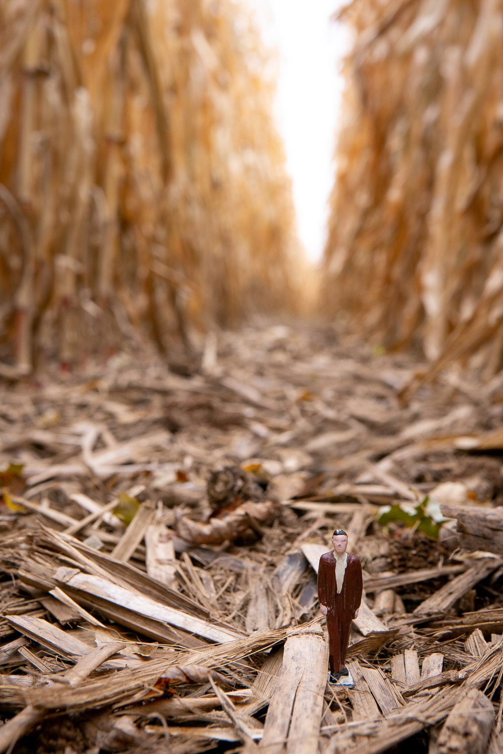 Daily Dose - November 13, 2019 - Man In Brown - Cornfield - No.18 - In a Series
