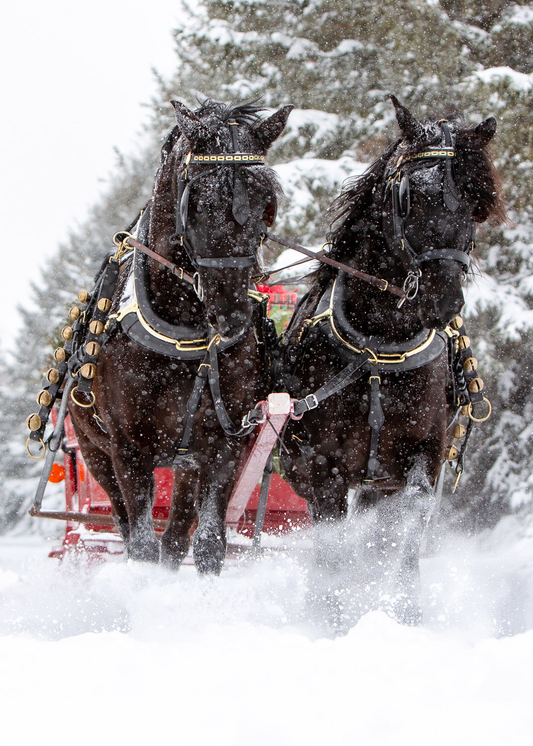VM-Team-of-Morgan-Horses-and-Sleigh--sp-2.jpg
