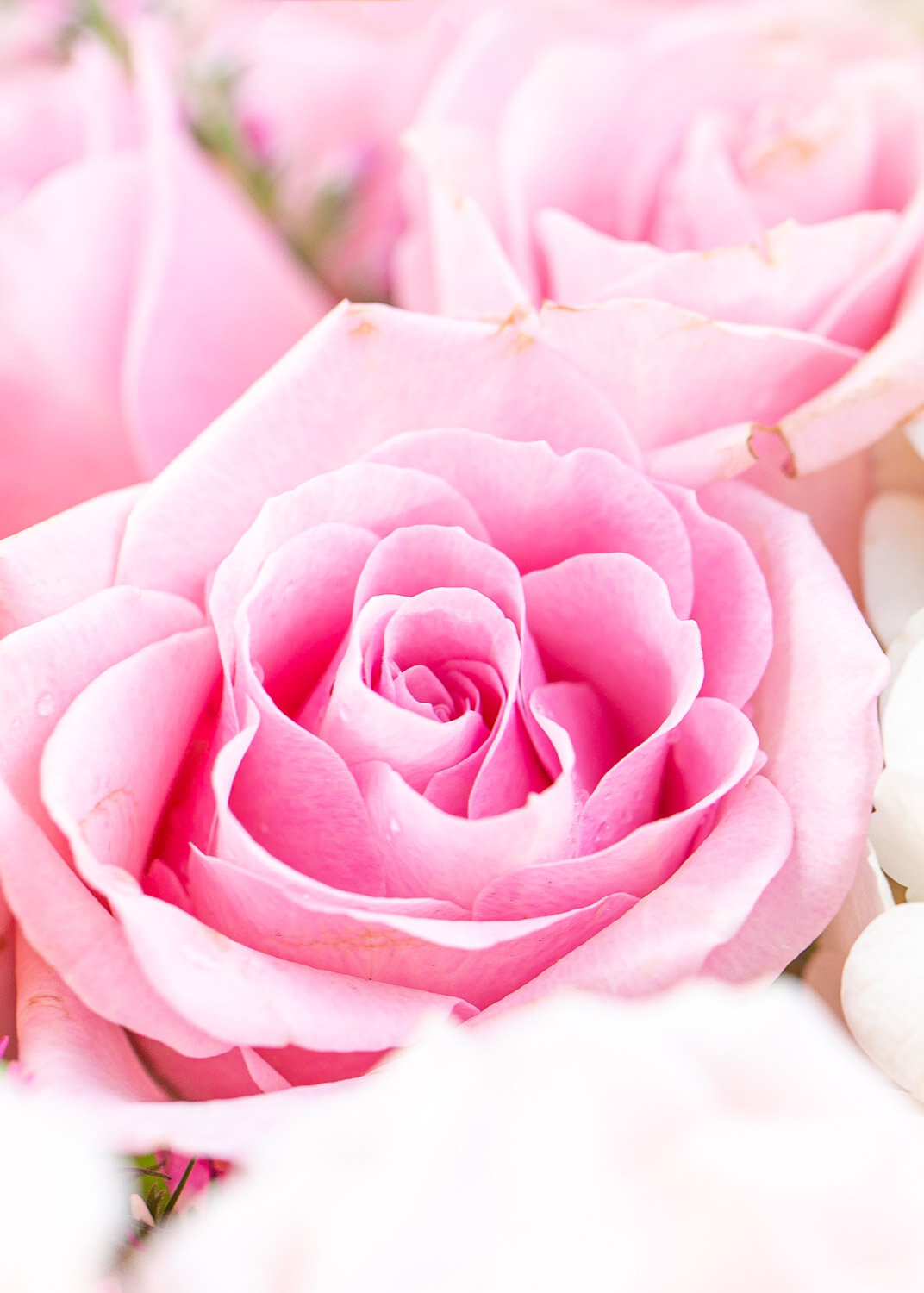 Daily Dose - July 18, 2020 - Comes a Pale Rose