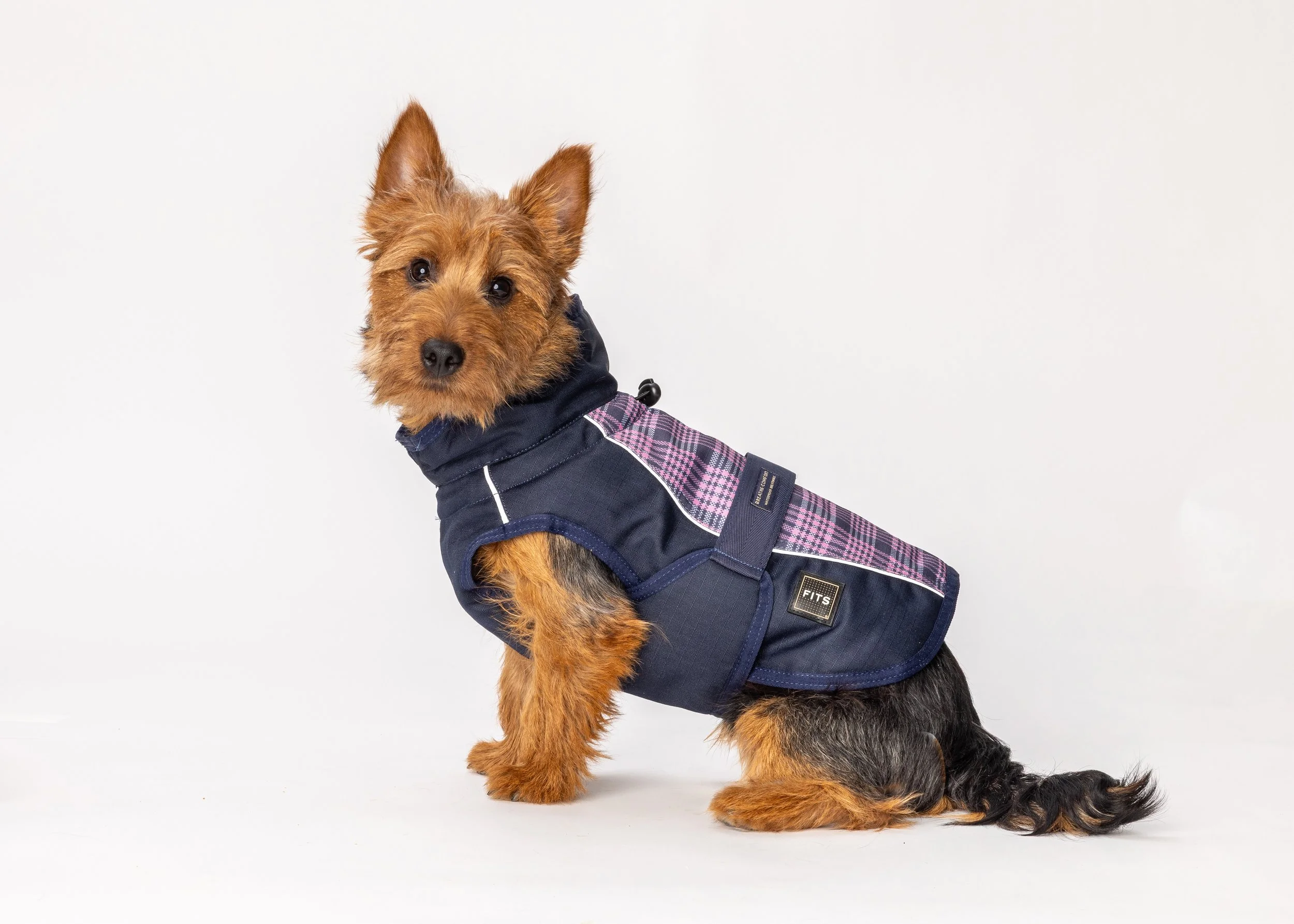 Australian Terrier Kipling