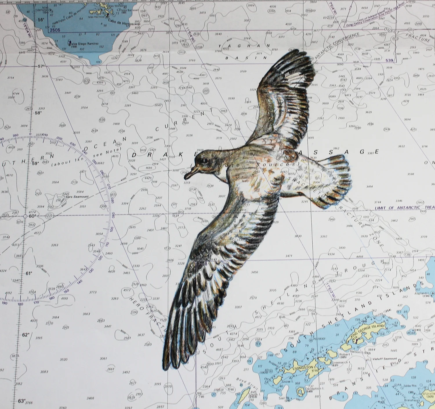 Antarctic Petrel.