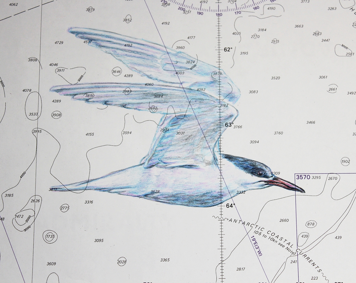 Antarctic tern.
