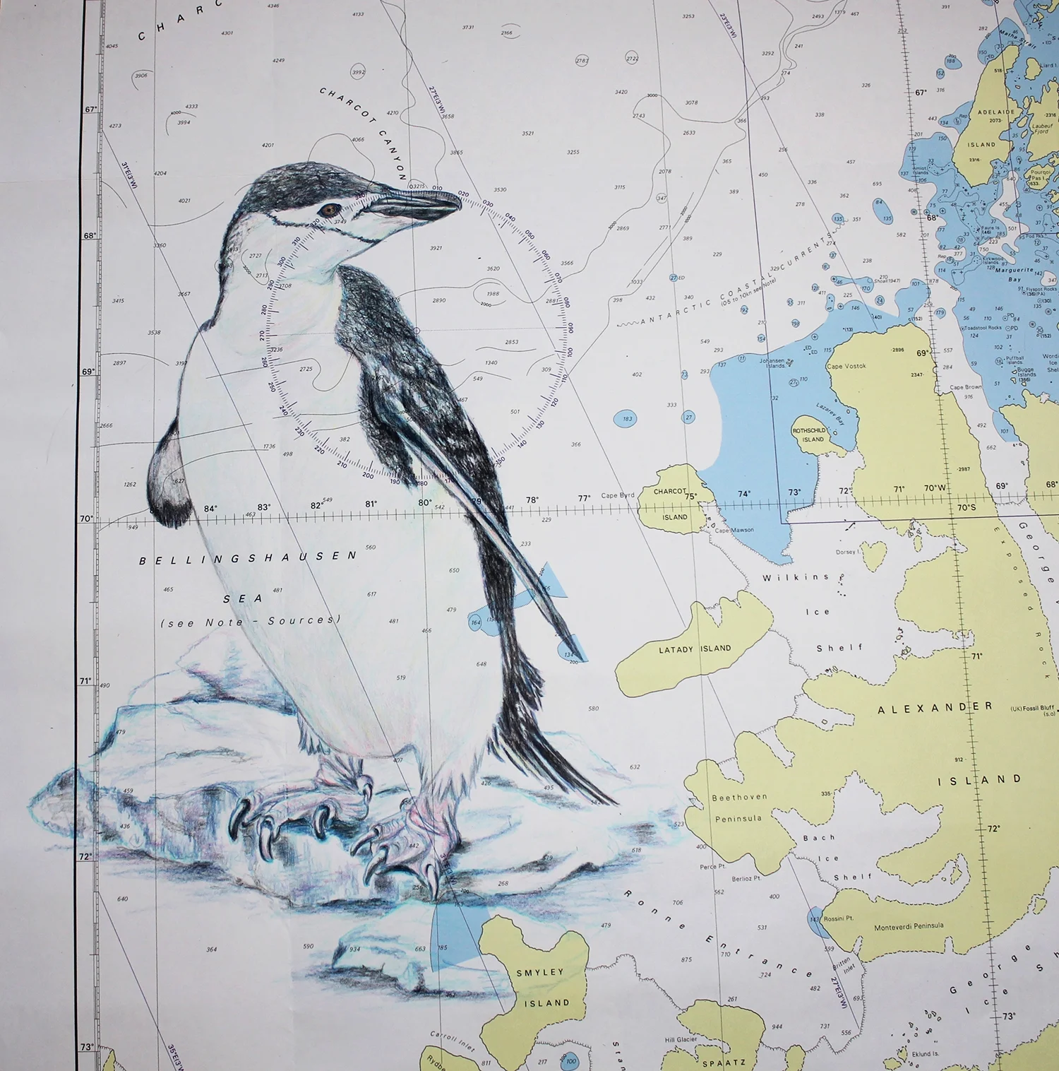 Chinstrap penguin.