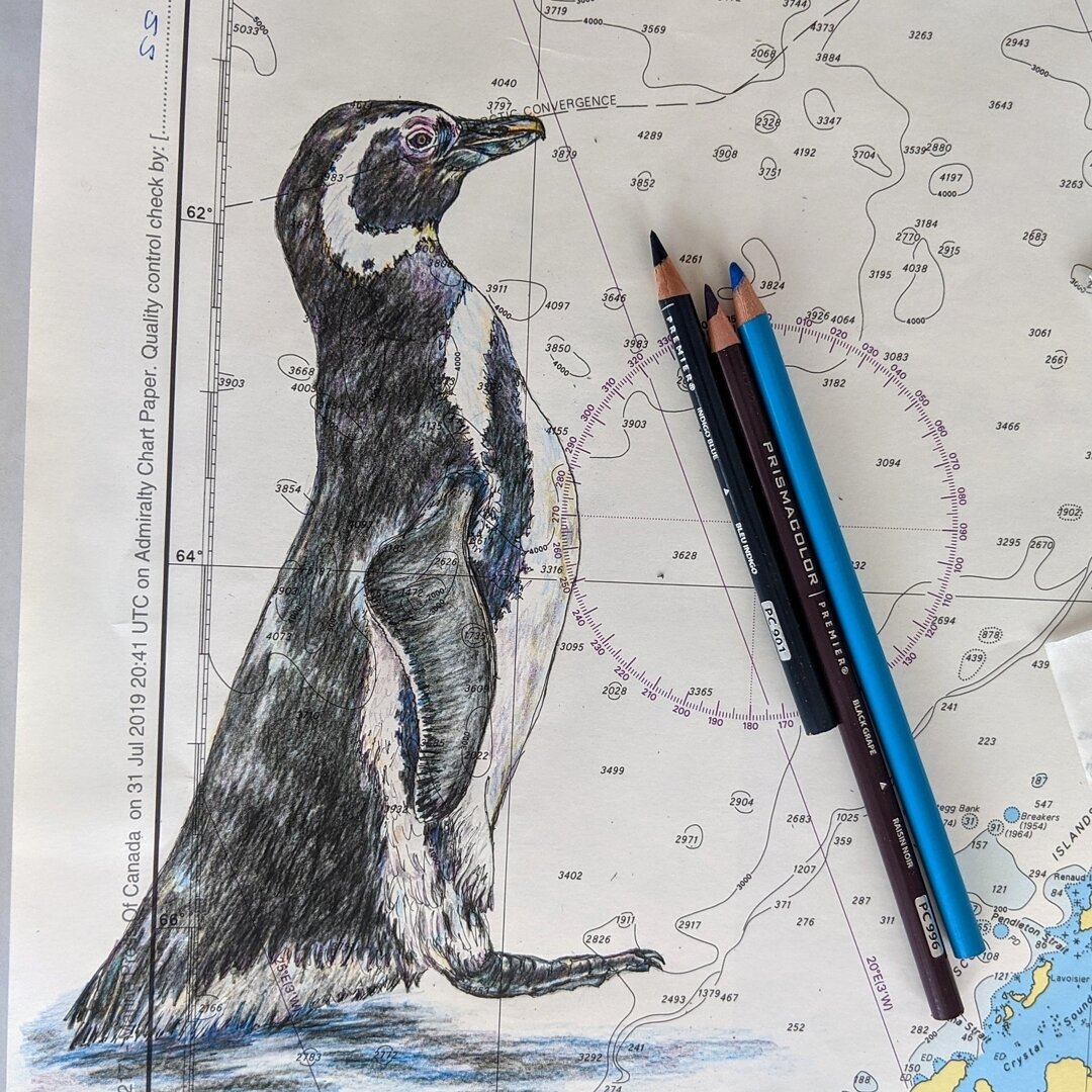 Getting ready for the deep south. Leaving mid December for two months, working amidst penguins, whales, seals, seabirds and icebergs.
I'm illustrating the charts for each of the five voyages I will be on. First will be Falklands, South Georgia, and A