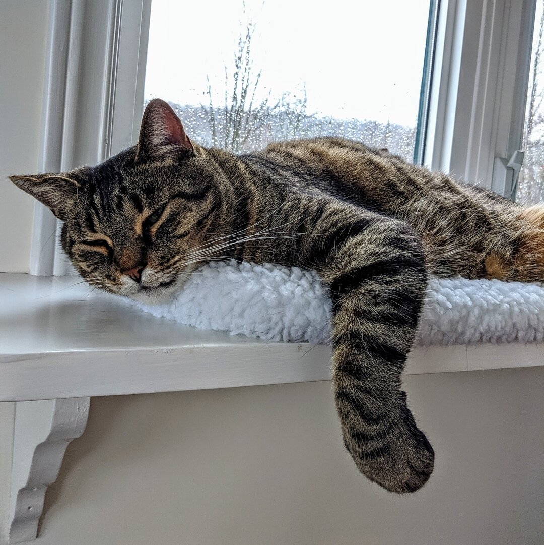 Zigfried. Master of snoozing. Maybe we need a bigger bed? Or someone has to continue on his diet! 
#kittenzelda #kittenlove #zigfried #sleepingcats #bedtoosmall #dietplan #bedinvader #catsofcanada🇨🇦