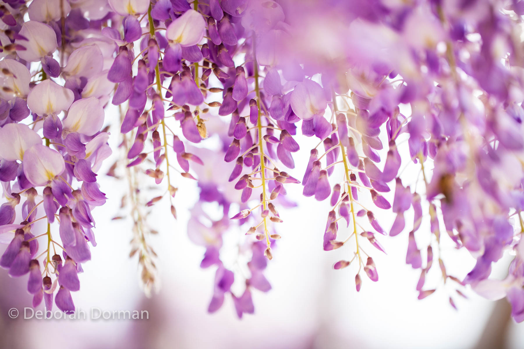 Wonderful Wisteria. Photographed in Canberra during the Floriade Festival, 2015