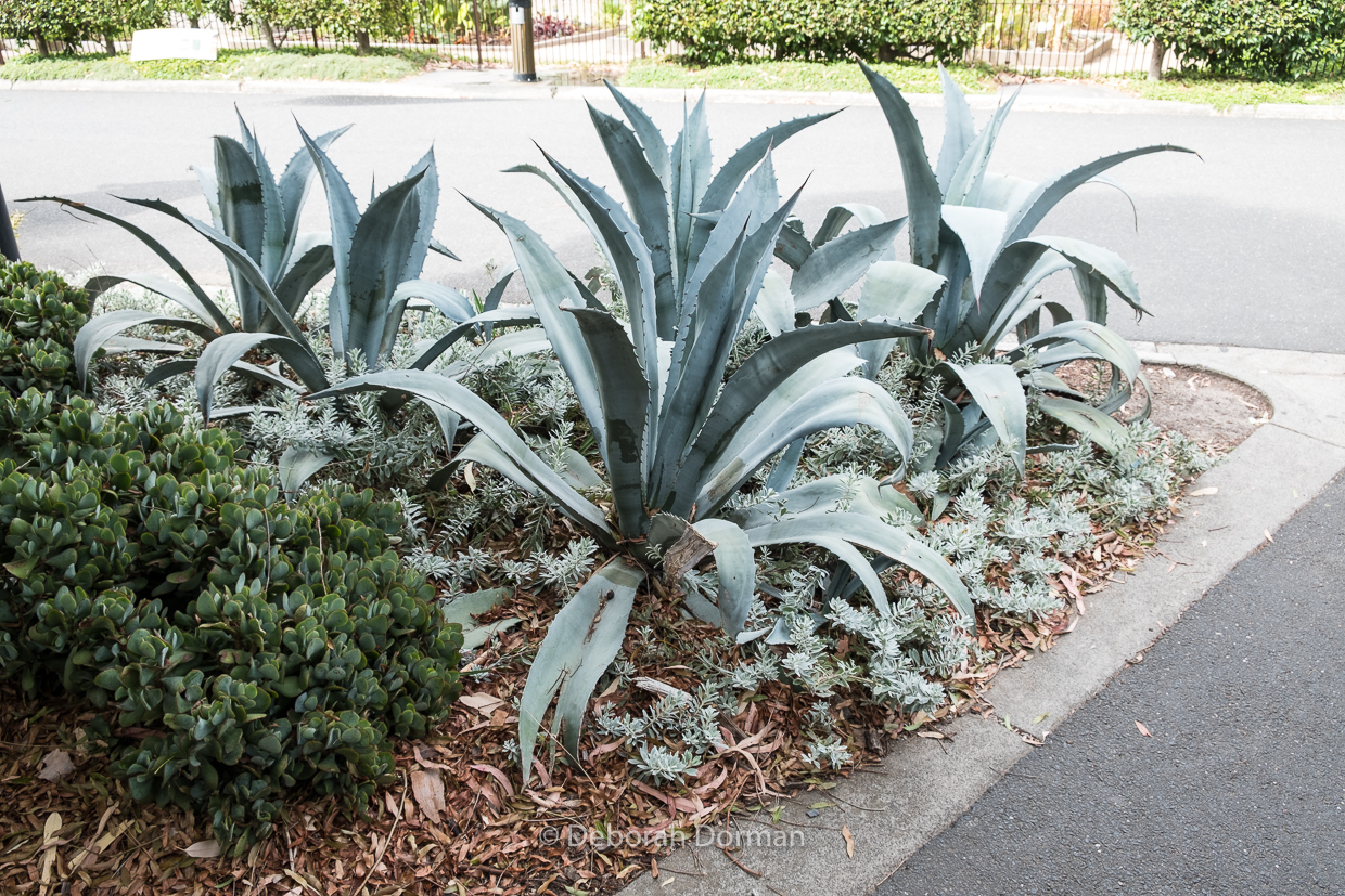 This is the 'before' shot of the one above it. A clump of agave with a playground on one side and the loo on the other.